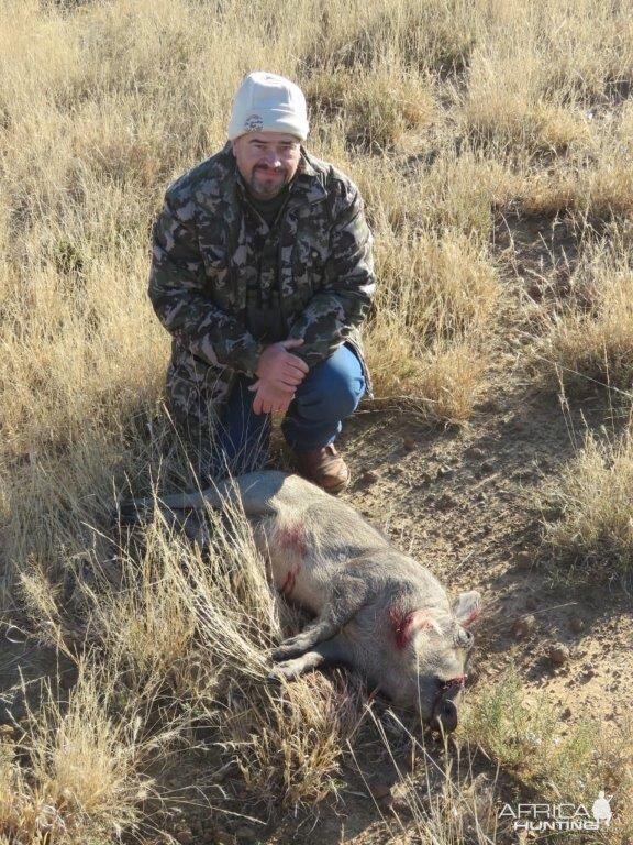 Warthog Sow Hunt Free State South Africa