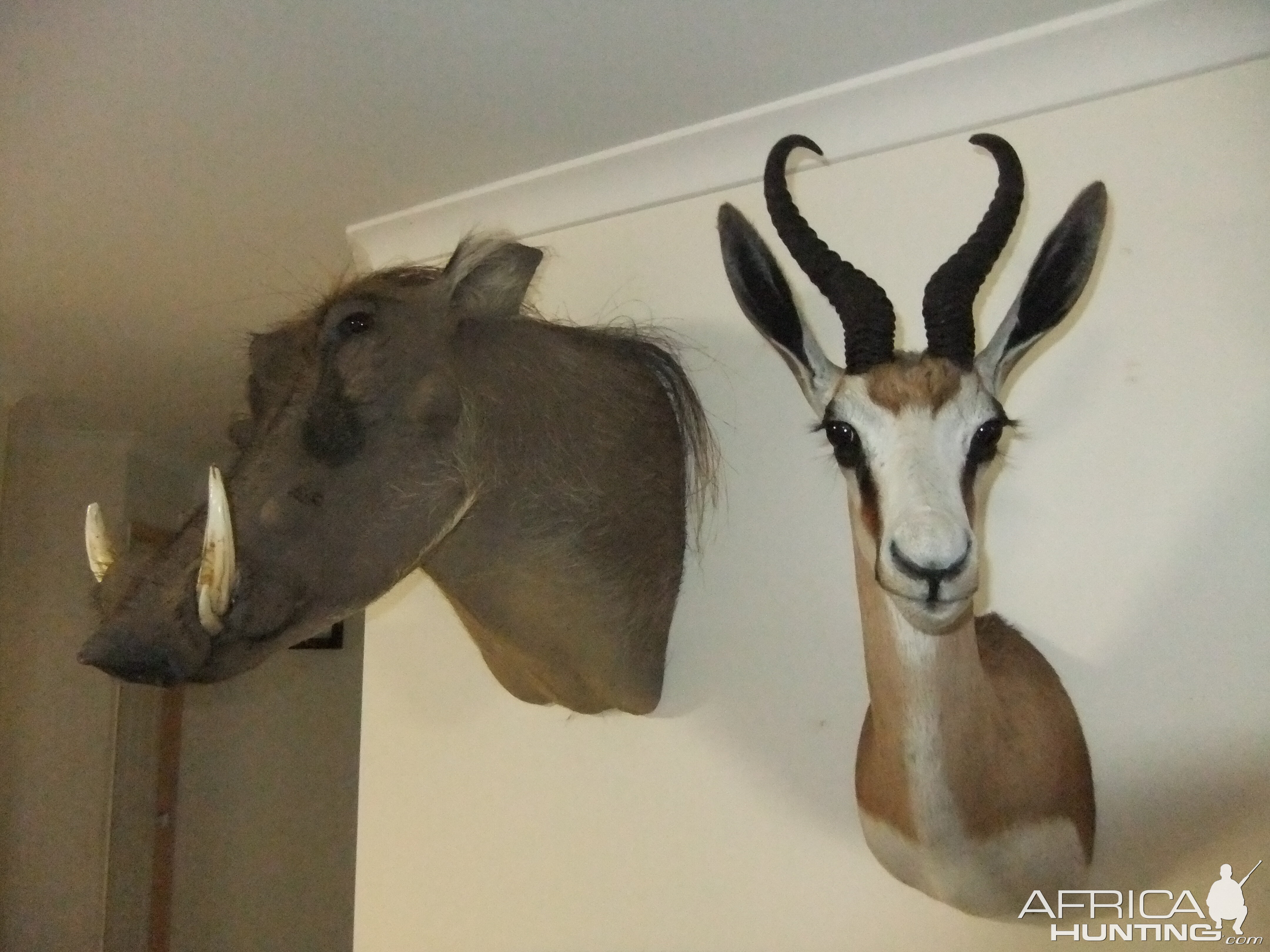 Warthog & Springbok Shoulder Mount Taxidermy