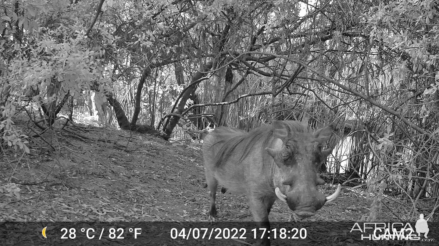 Warthog Takeri Reserve Zambia Trail Camera