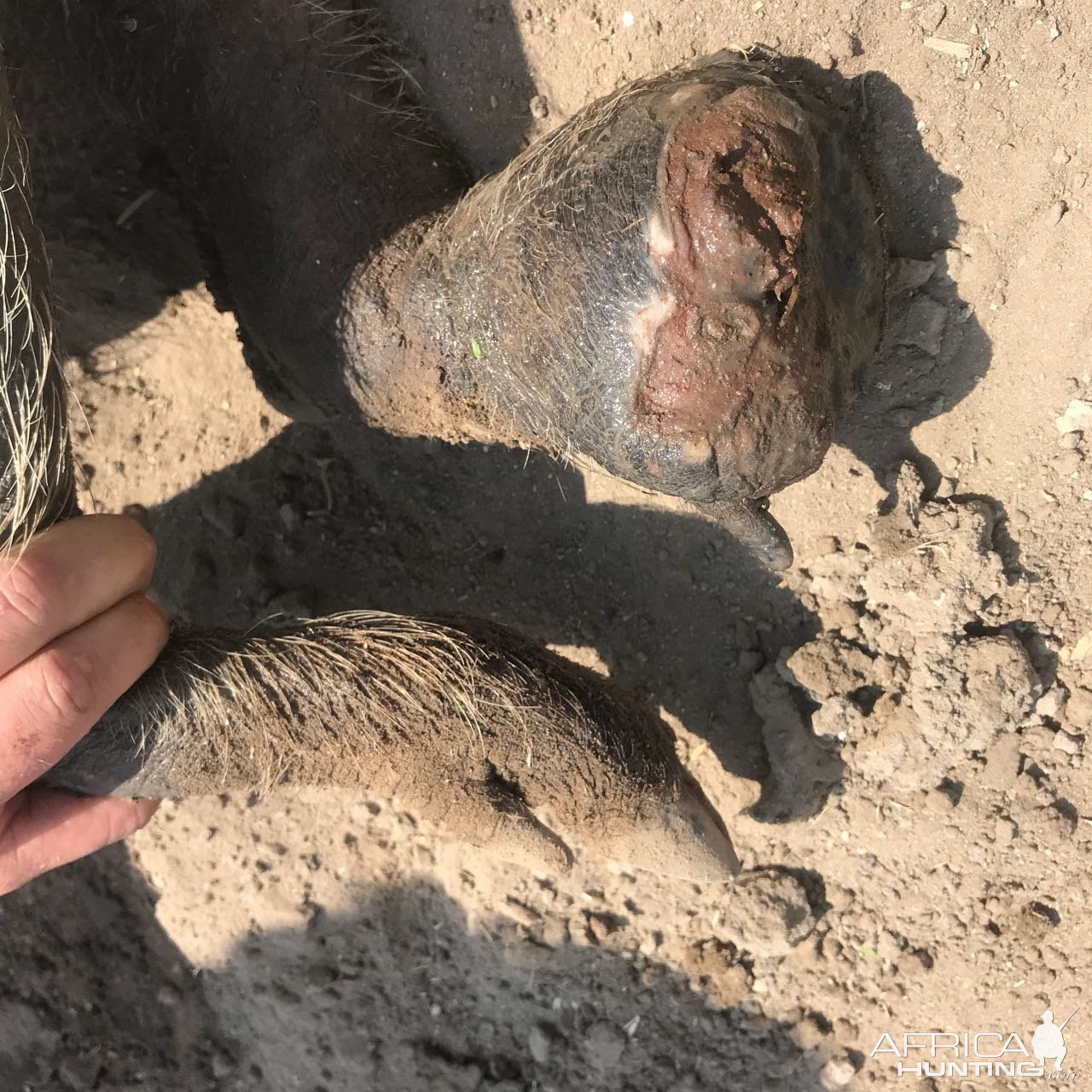 Warthog that lost a foot to a poachers snare