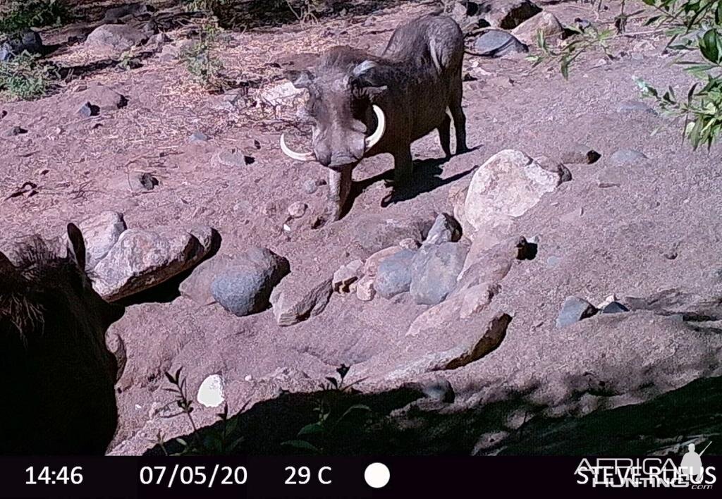 Warthog Trail Cam Pictures Zambia