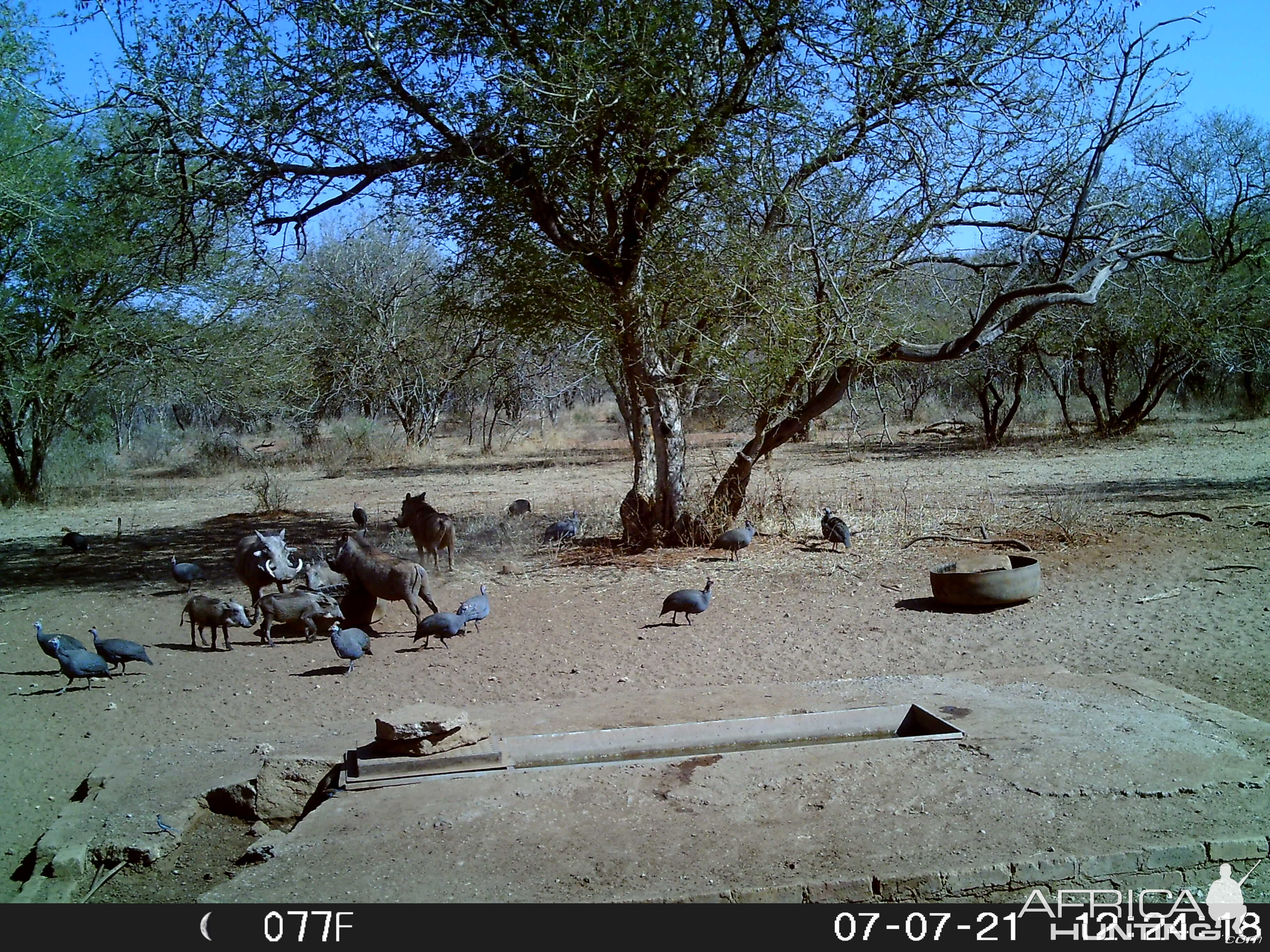 Warthog Trail Cam