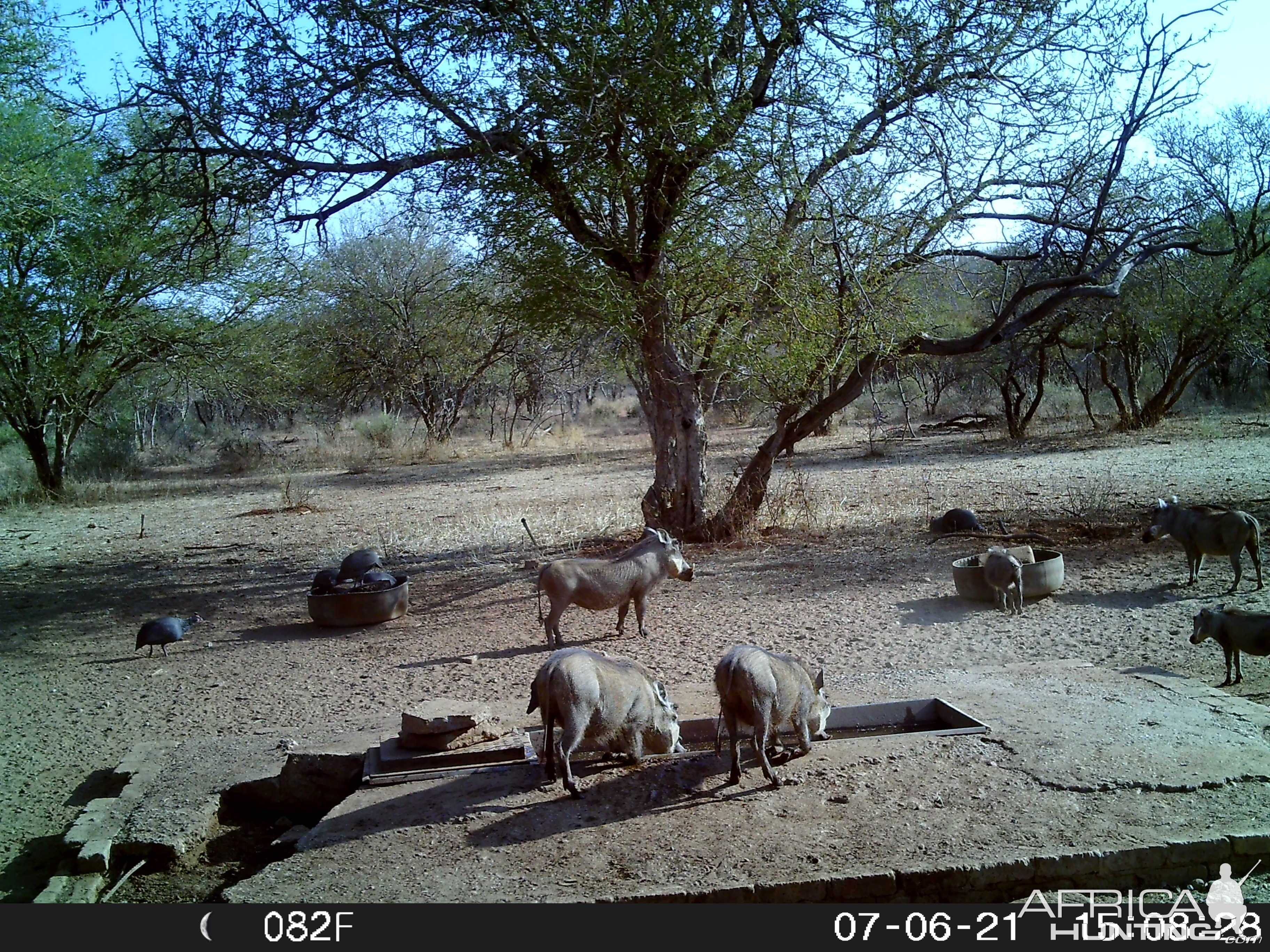 Warthog Trail Cam