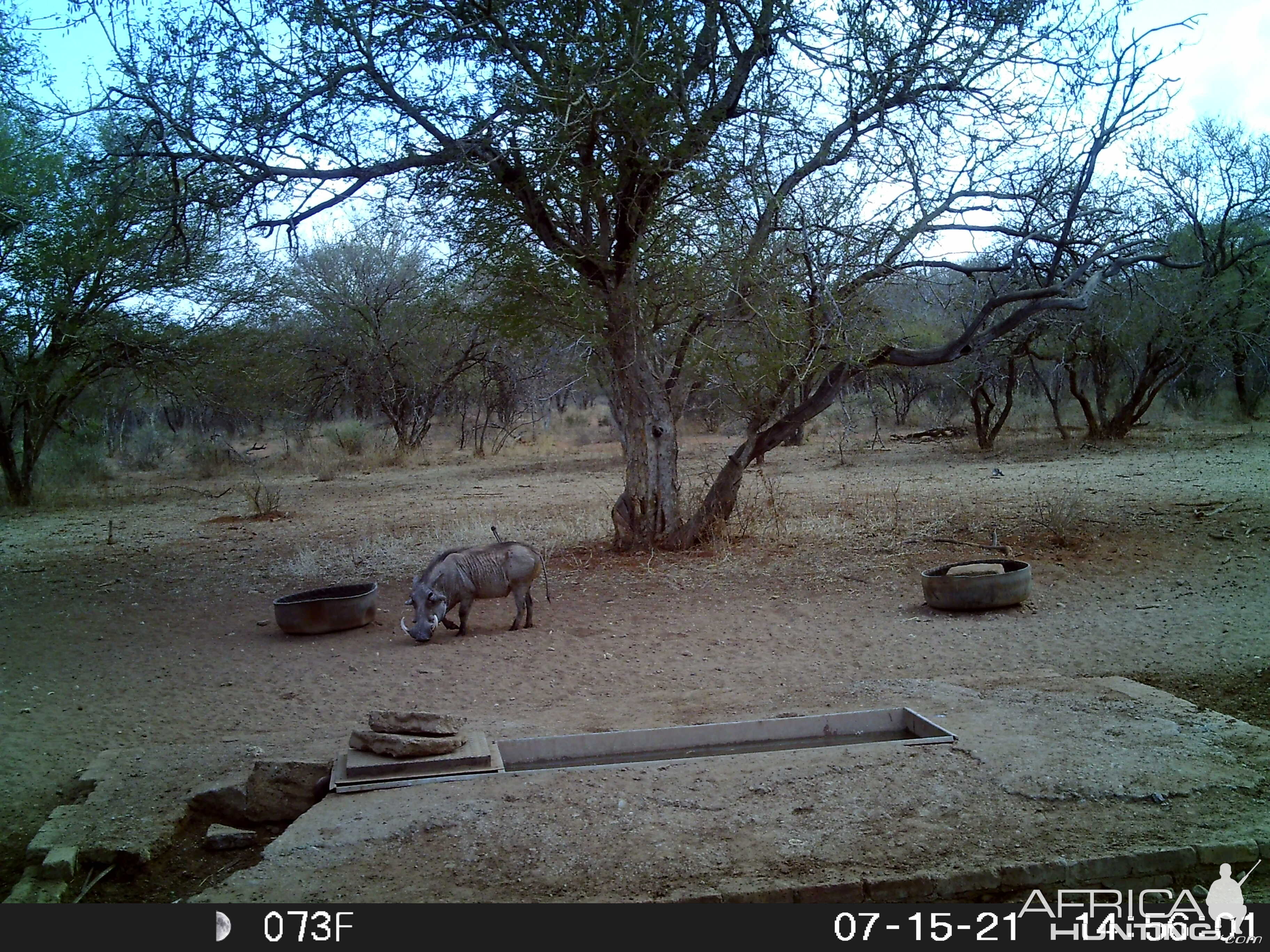 Warthog Trail Cam