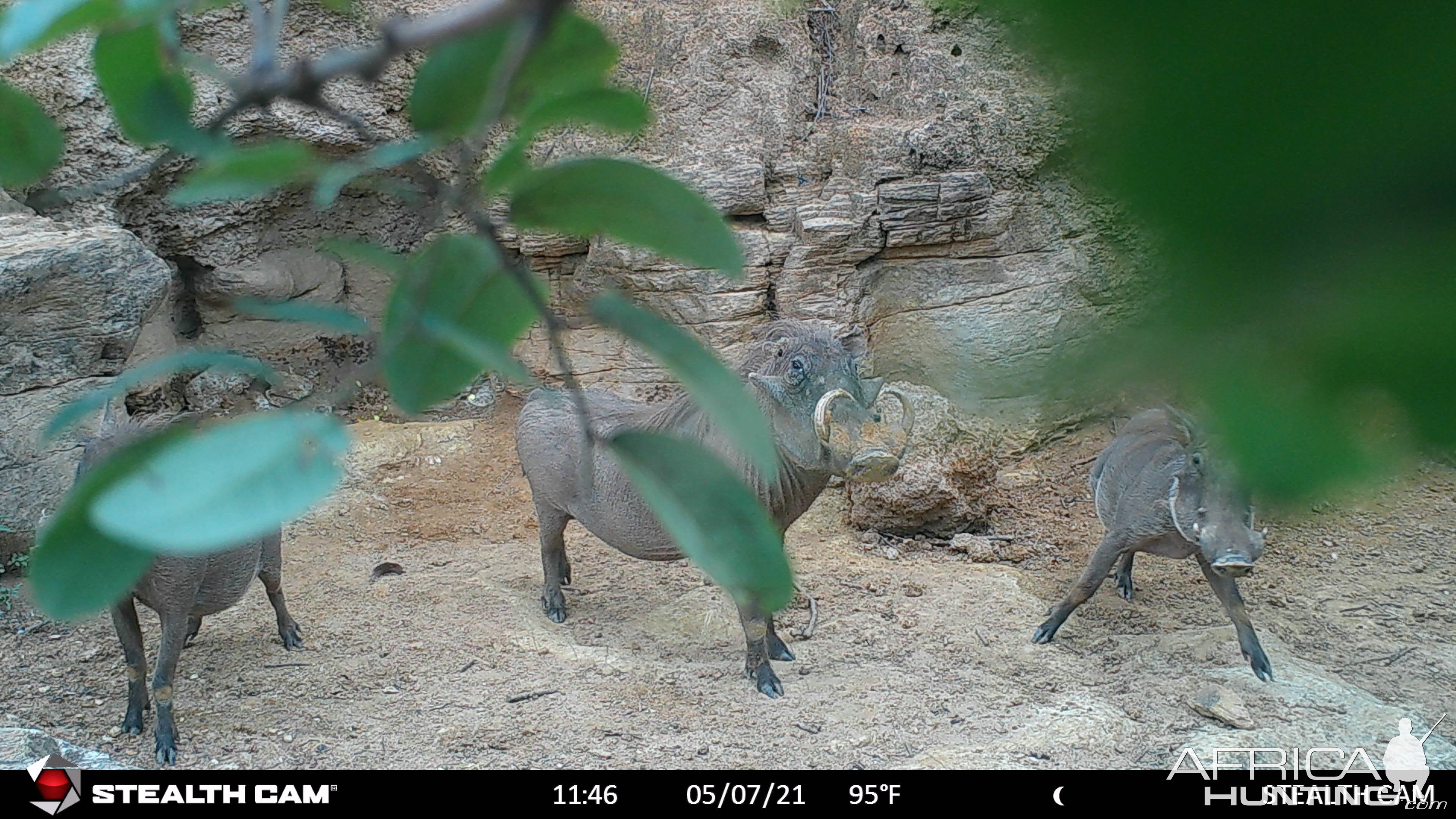 Warthog Trail Camera Central African Republic C.A.R