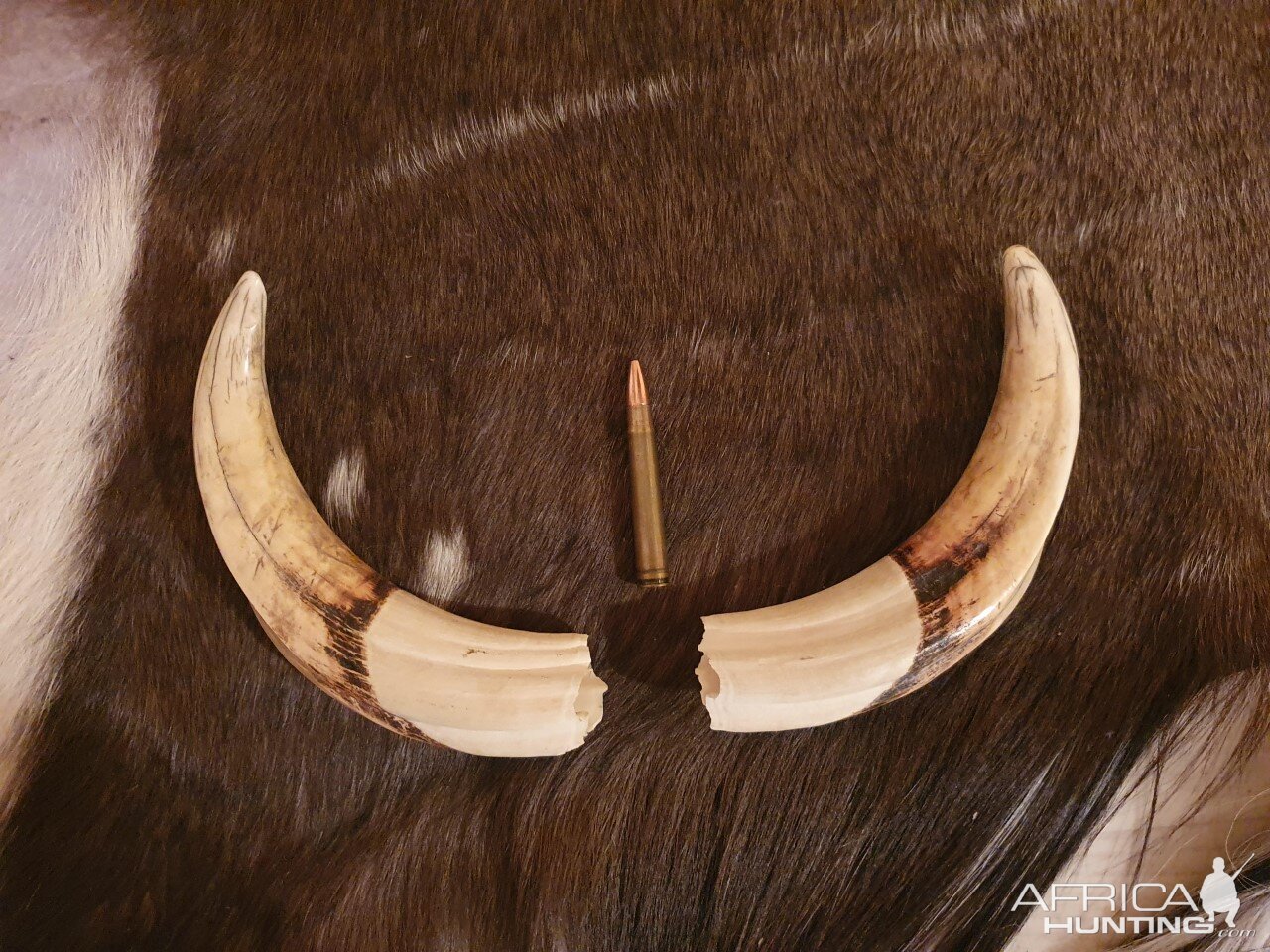 Warthog Tusks