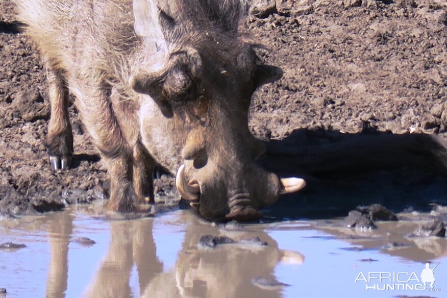 Warthog Wildlife Africa