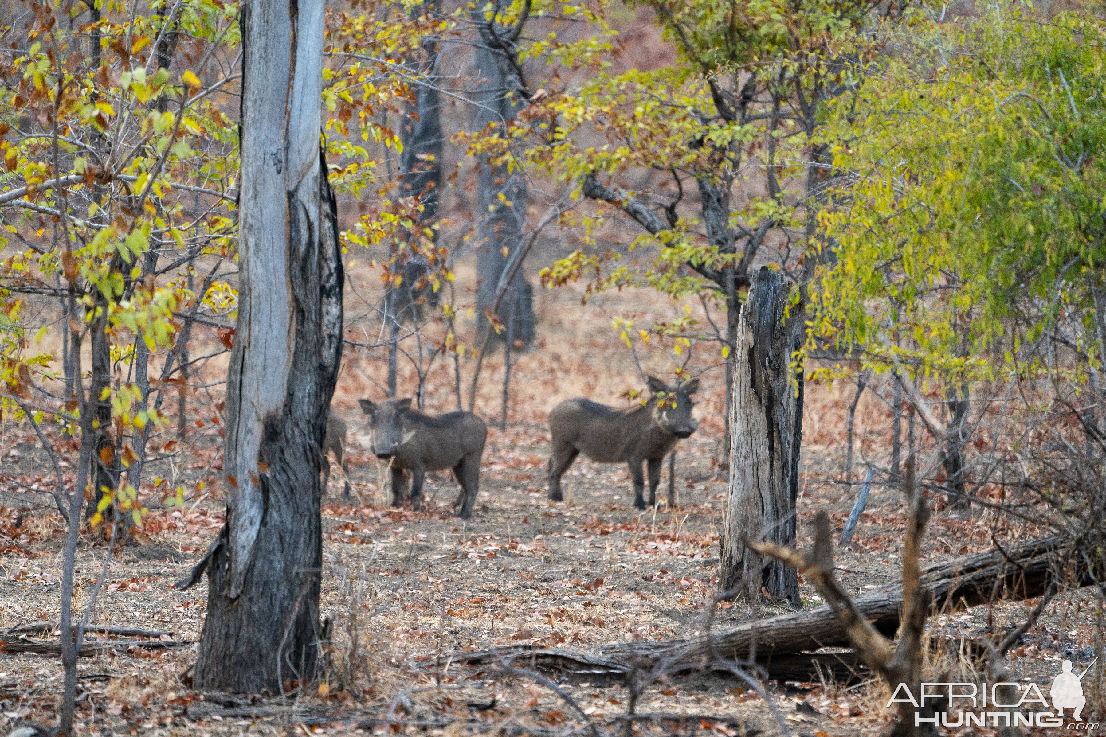 Warthog Zambia