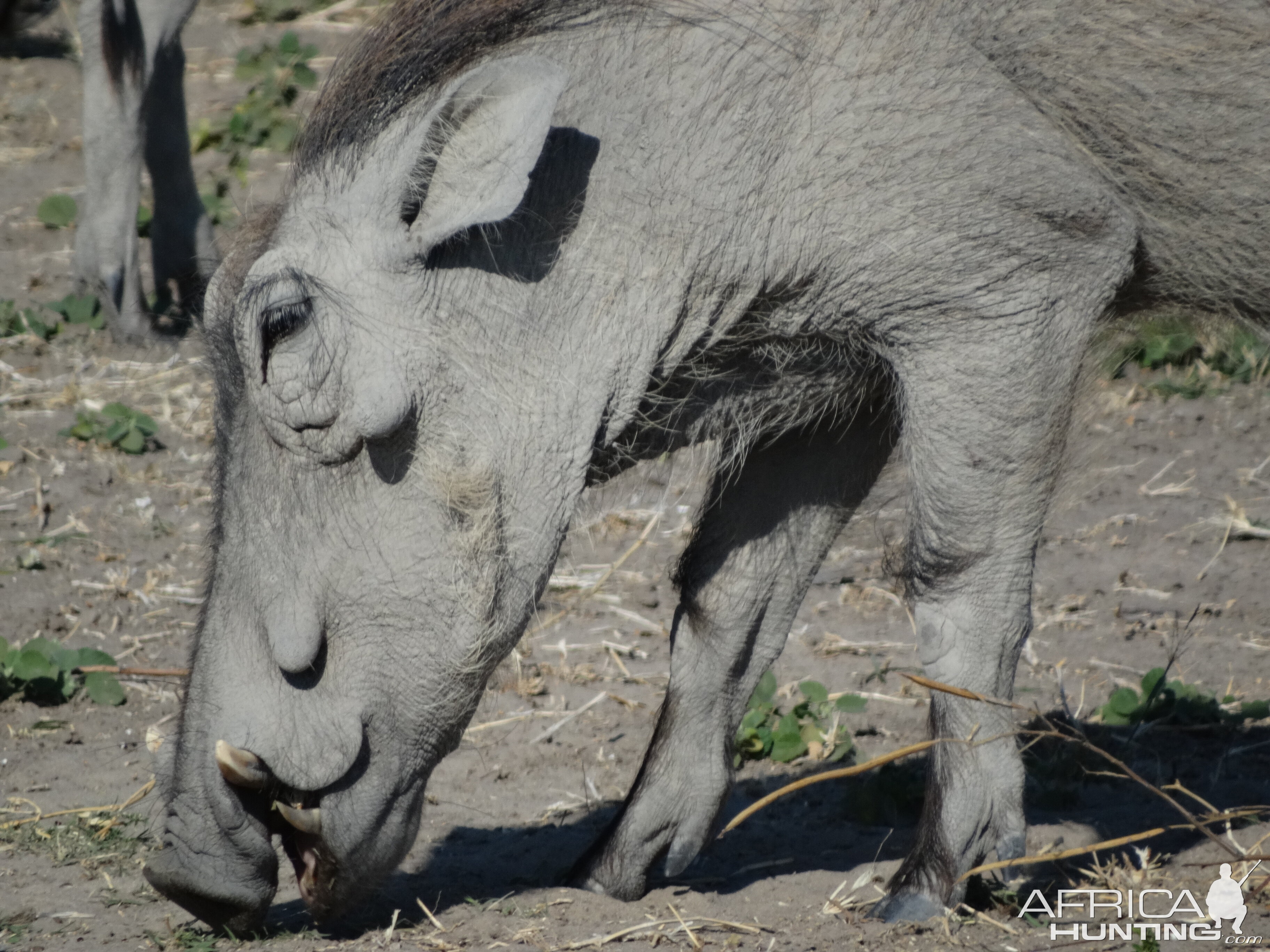 warthog