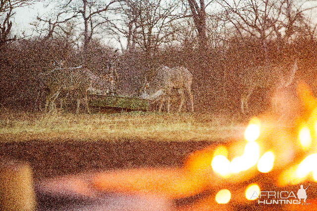 Watching Kudu from camp