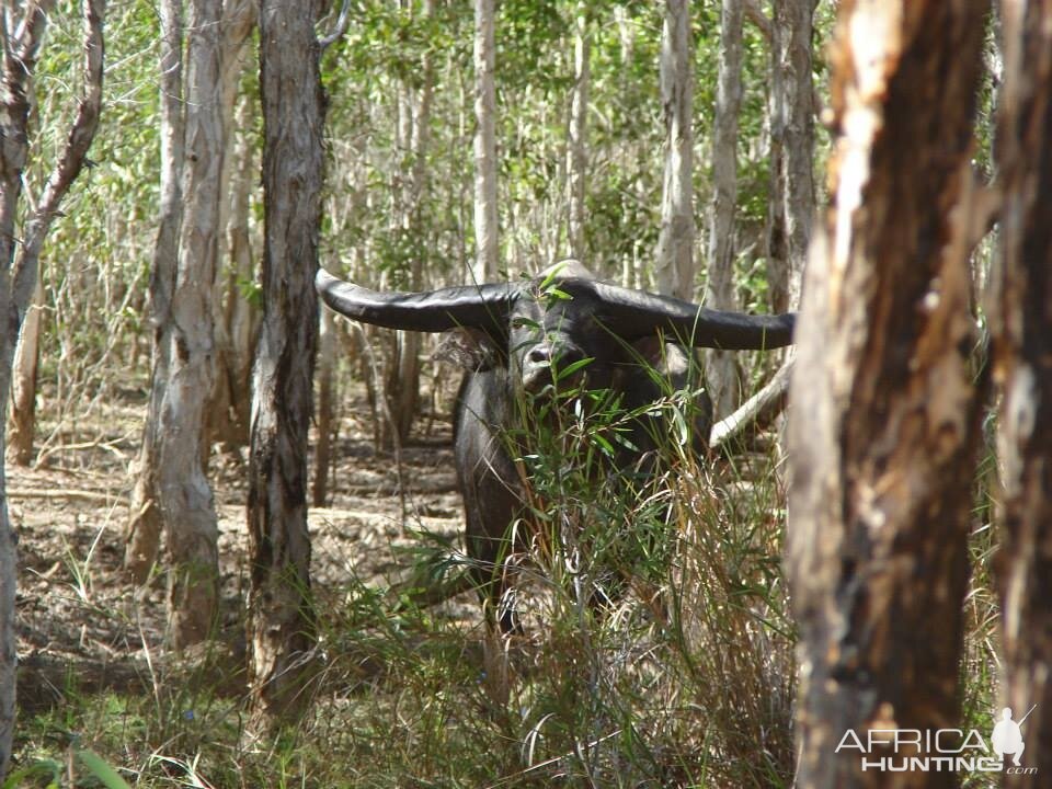 Water Buffalo-Australia