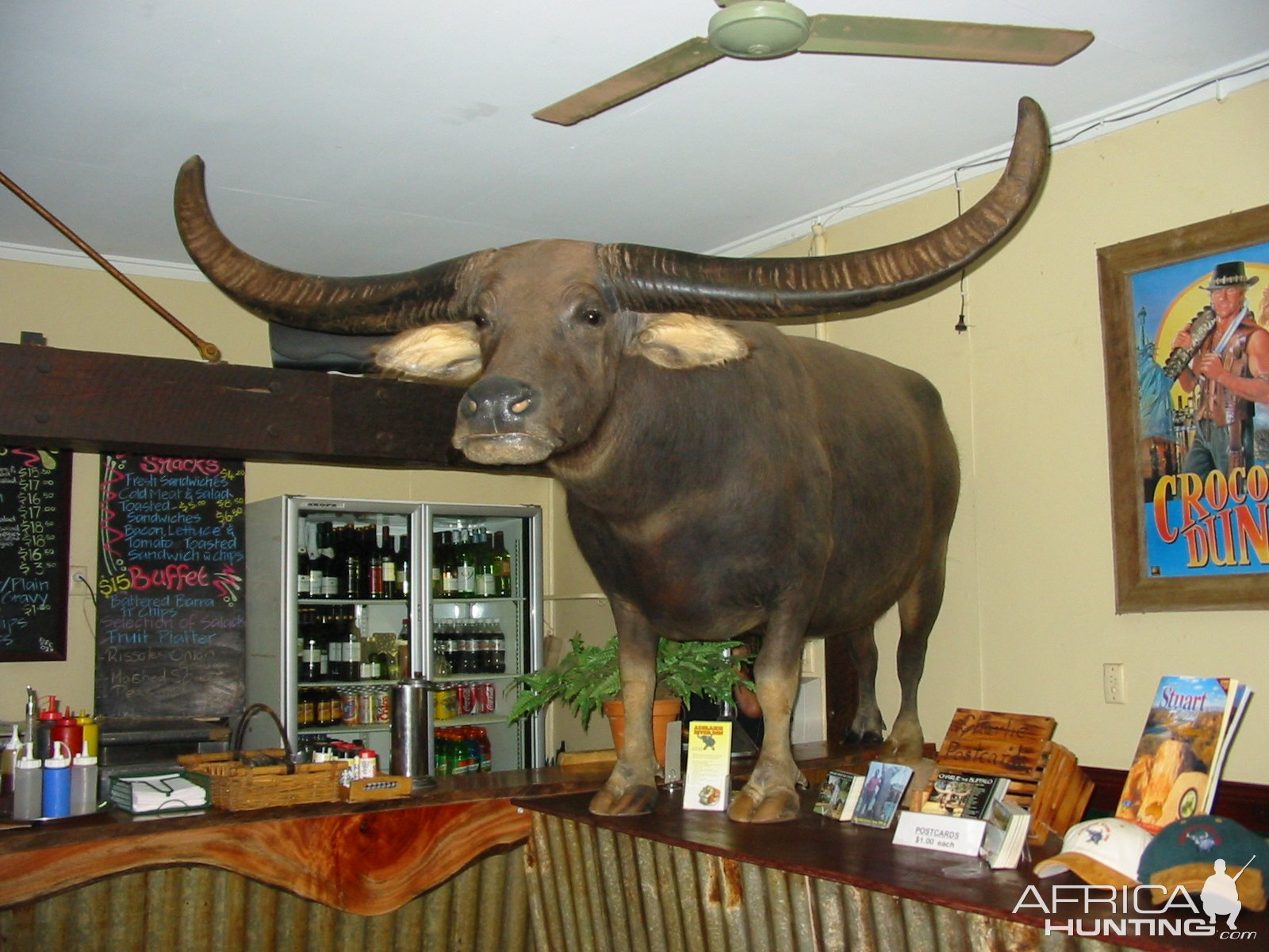 Water Buffalo Full Mount Taxidermy