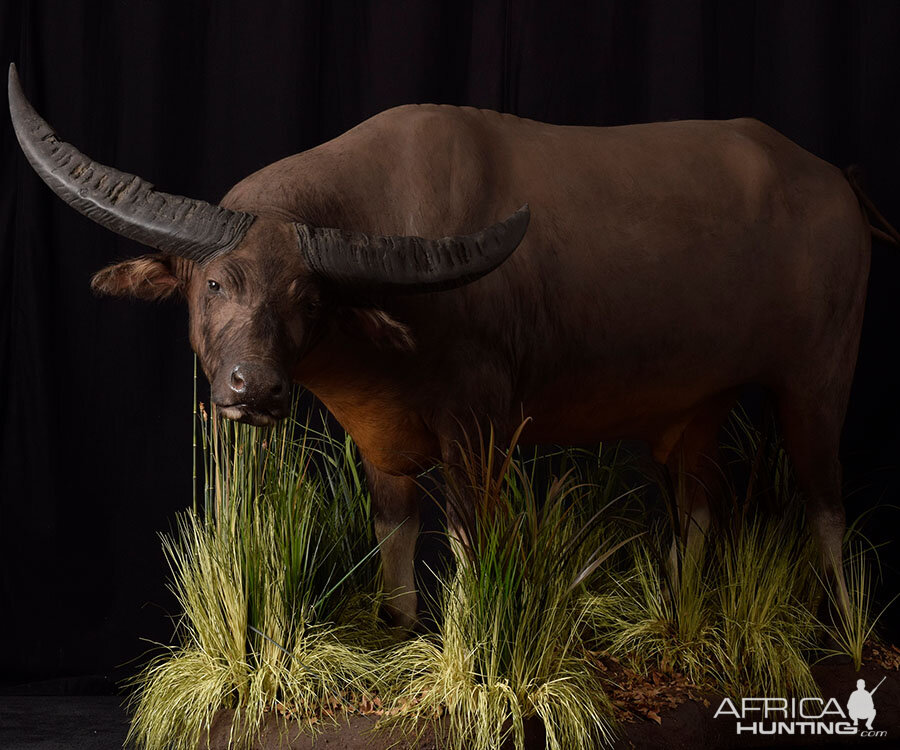 Water Buffalo Full Mount Taxidermy