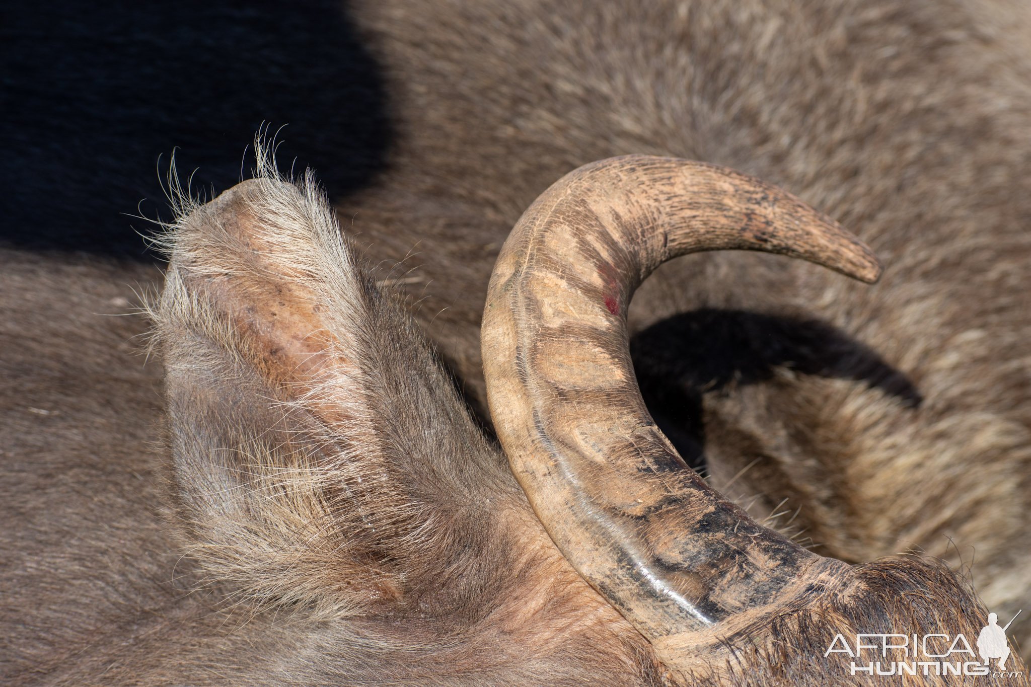 Water Buffalo Horn