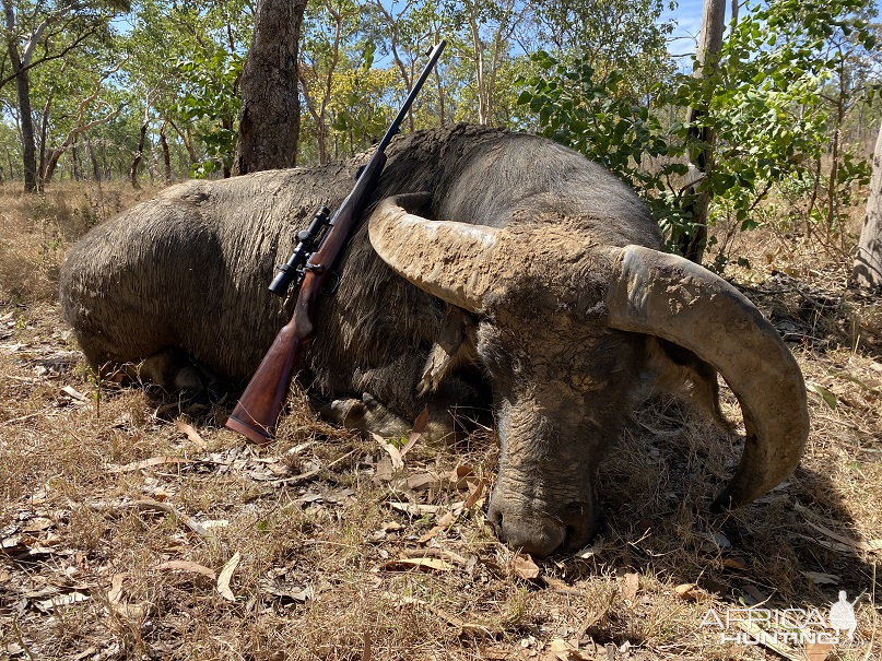 Water Buffalo Hunt Australia