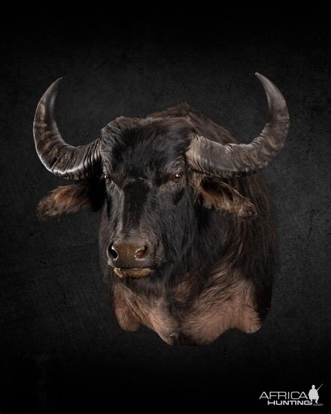 Water Buffalo Shoulder Mount Taxidermy