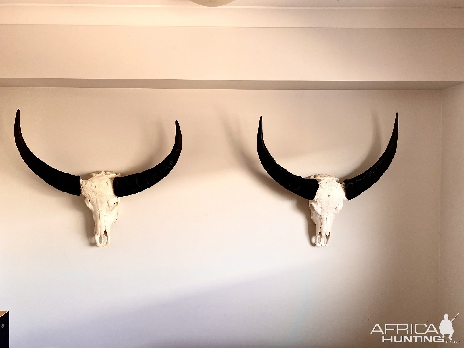 Water Buffalo Skull Mount