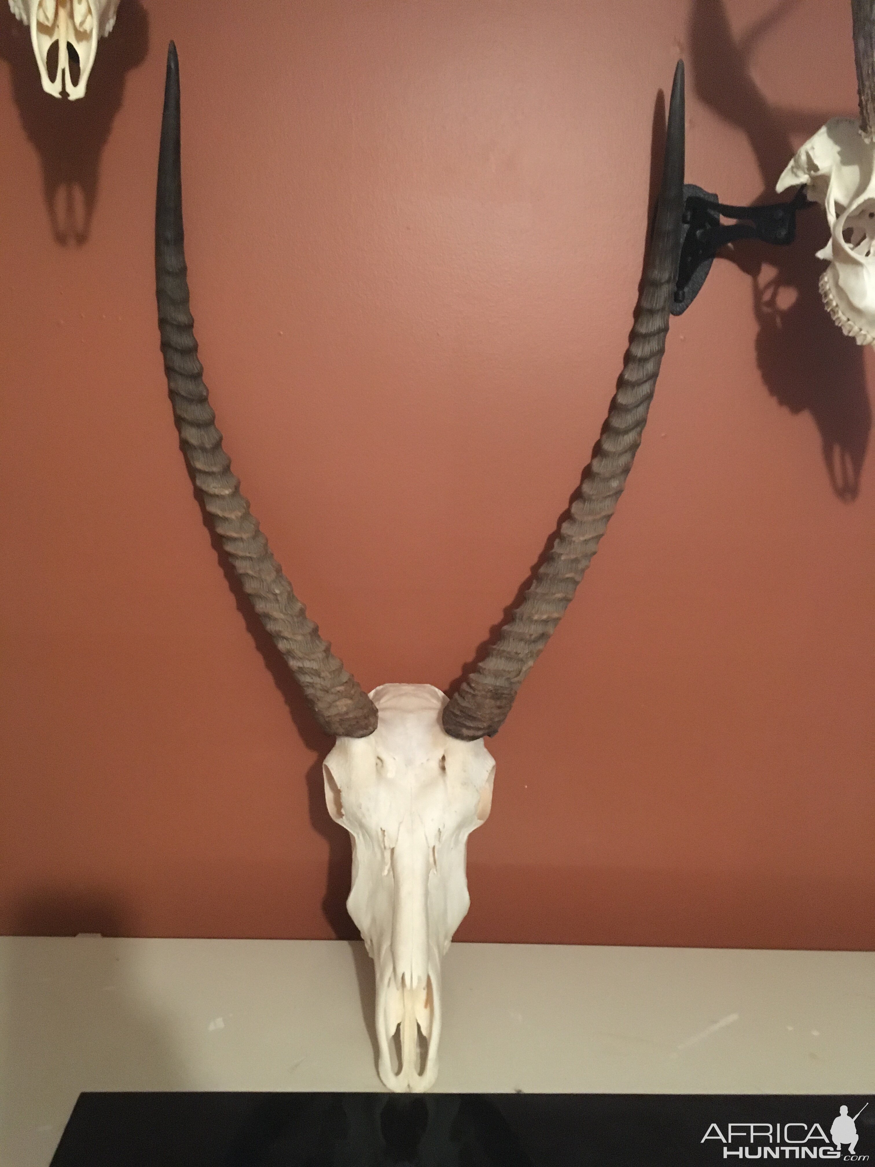 Waterbuck European Skull Mount Taxidermy