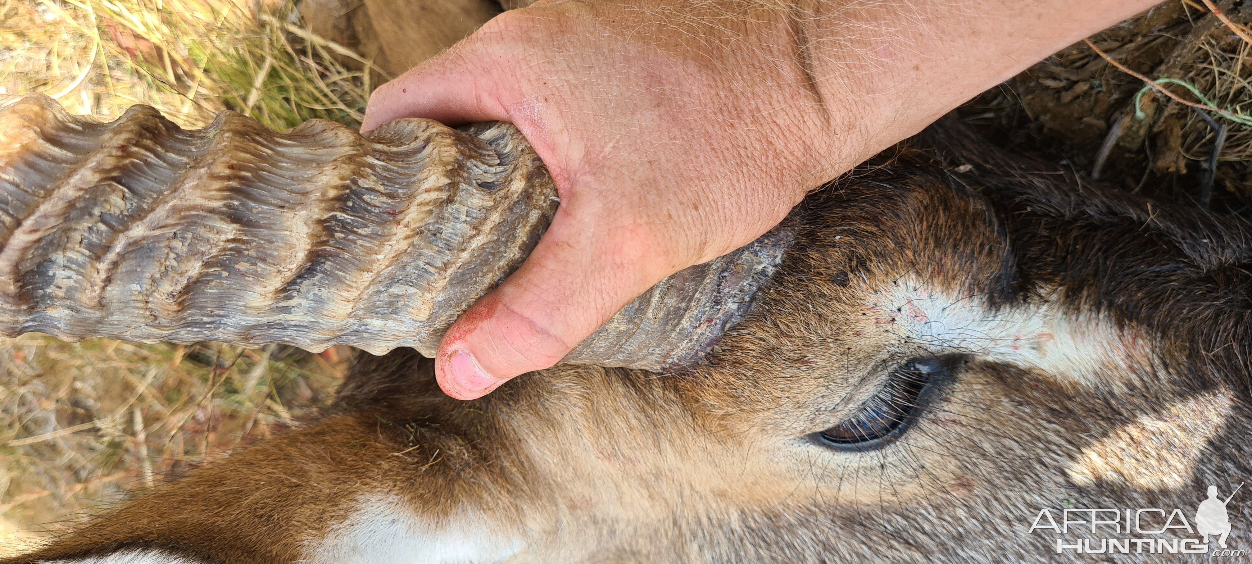 Waterbuck Horn Karoo South Africa
