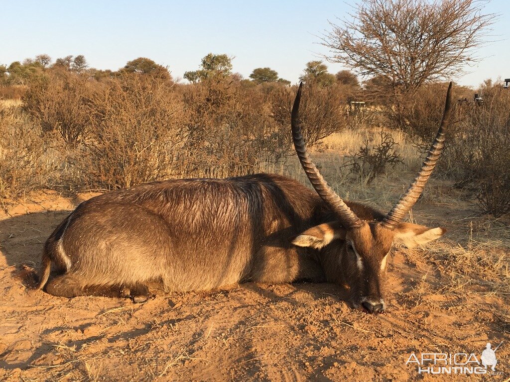 Waterbuck Hunt Kalahari Rangers South Africa