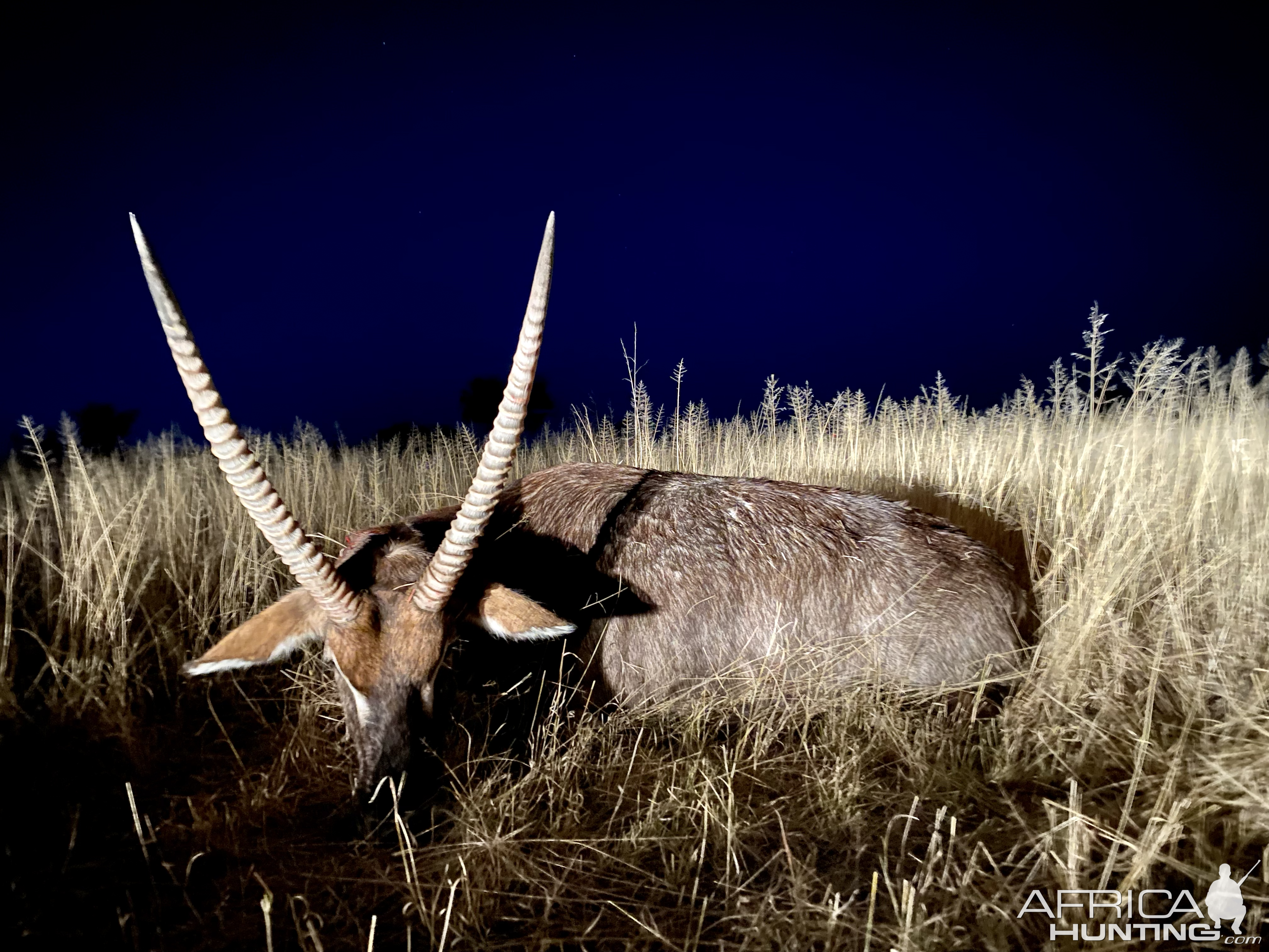 Waterbuck Hunt Namibia