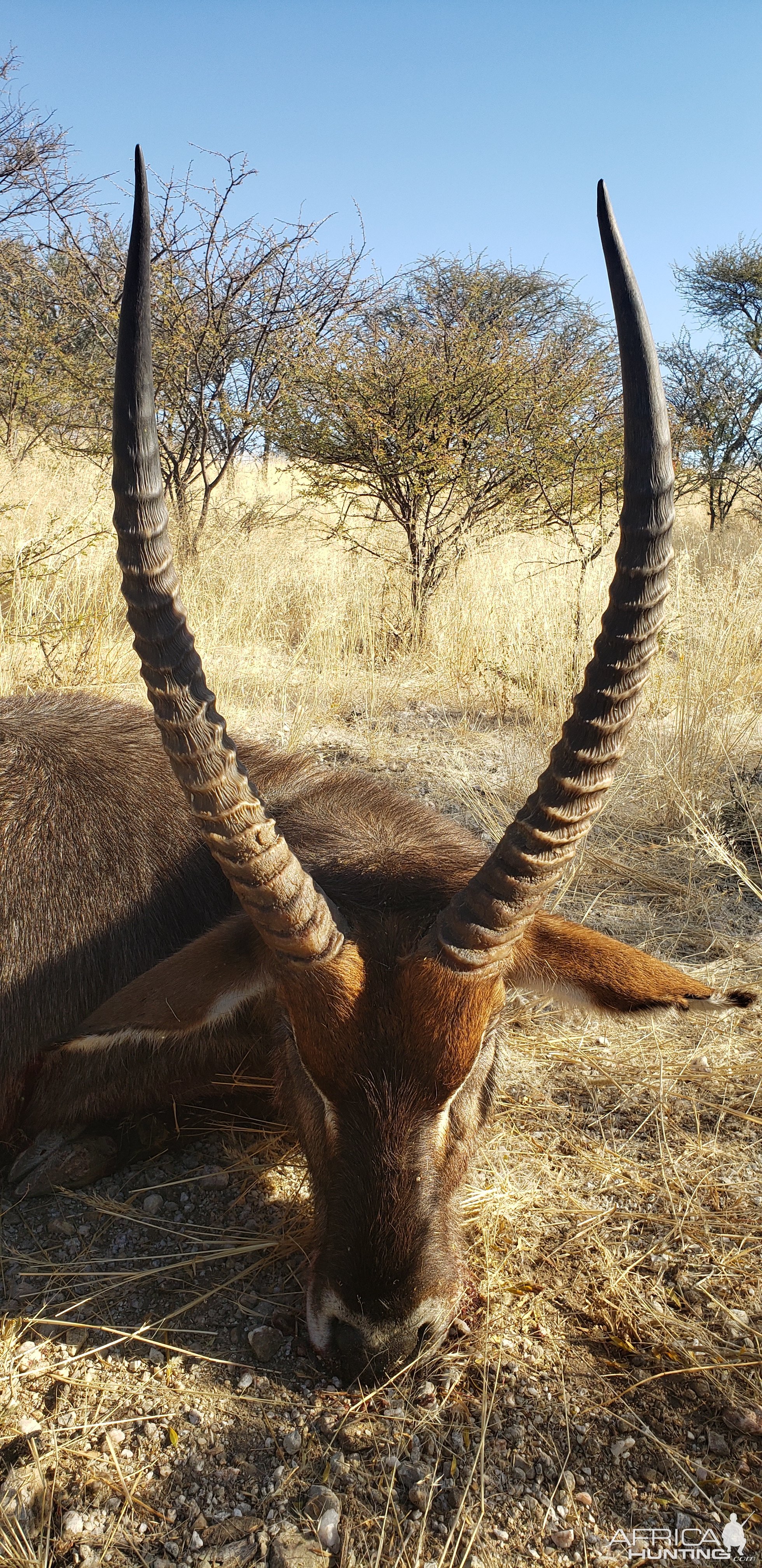 Waterbuck Hunt Namibia