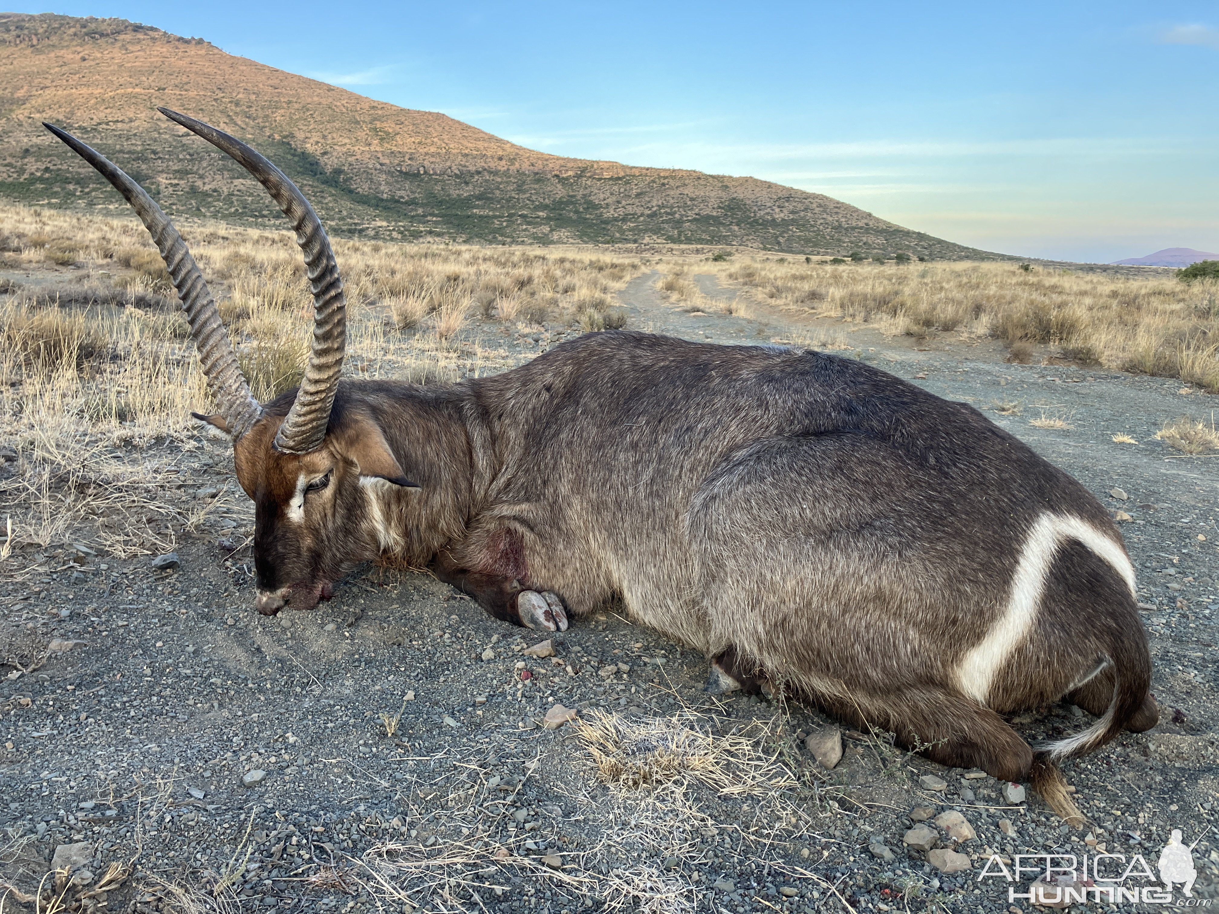 Waterbuck Hunt South Africa