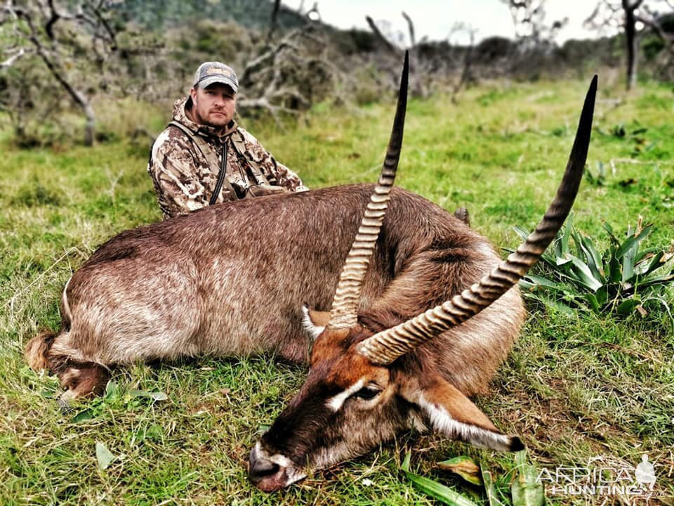 Waterbuck Hunt South Africa