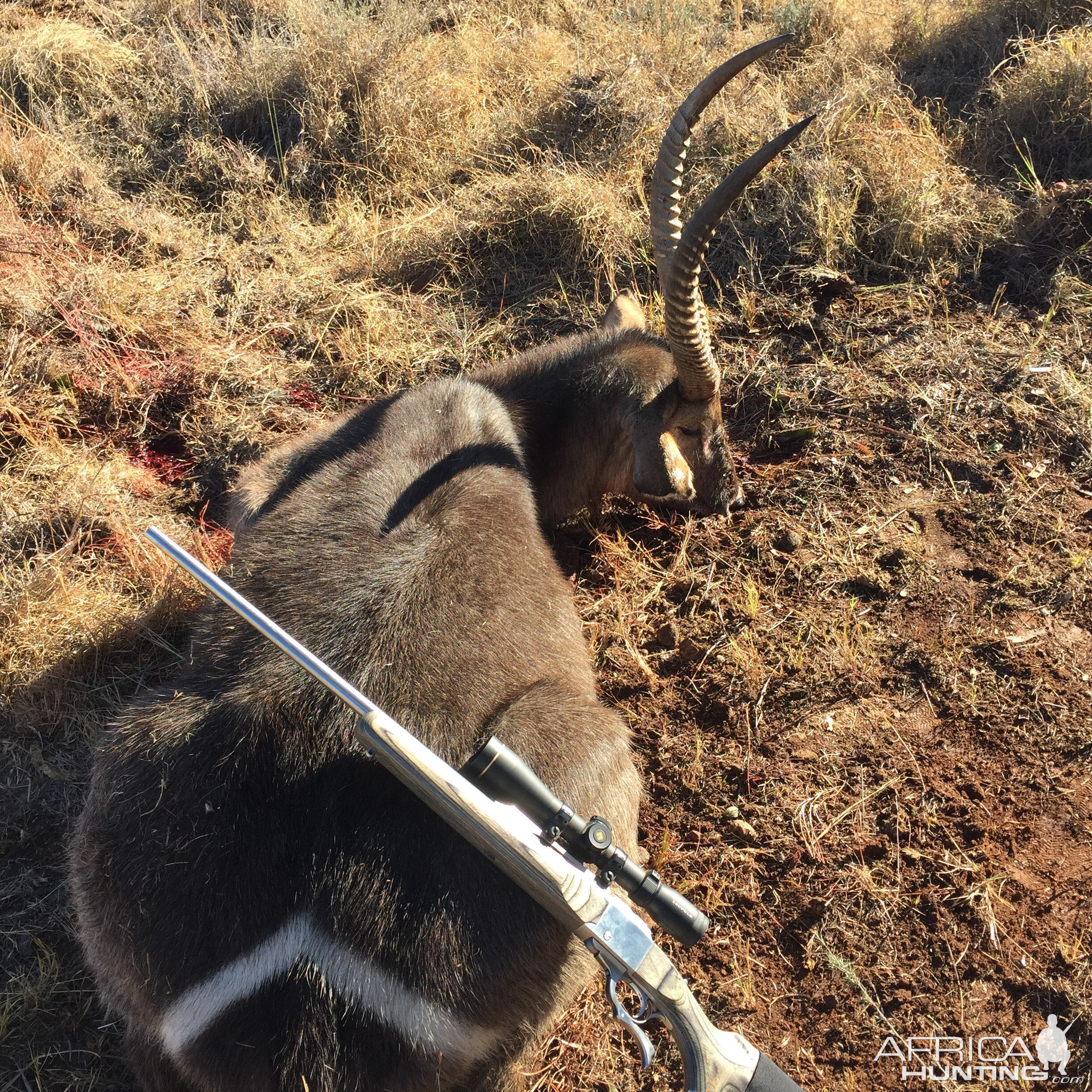 Waterbuck Hunt