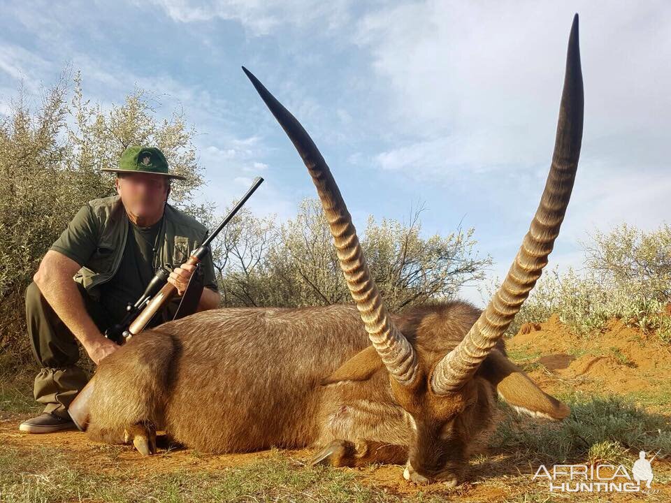 Waterbuck Hunting in South Africa