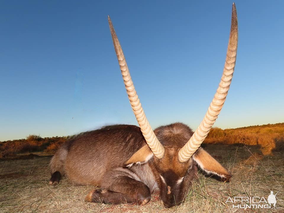 Waterbuck Hunting South Africa