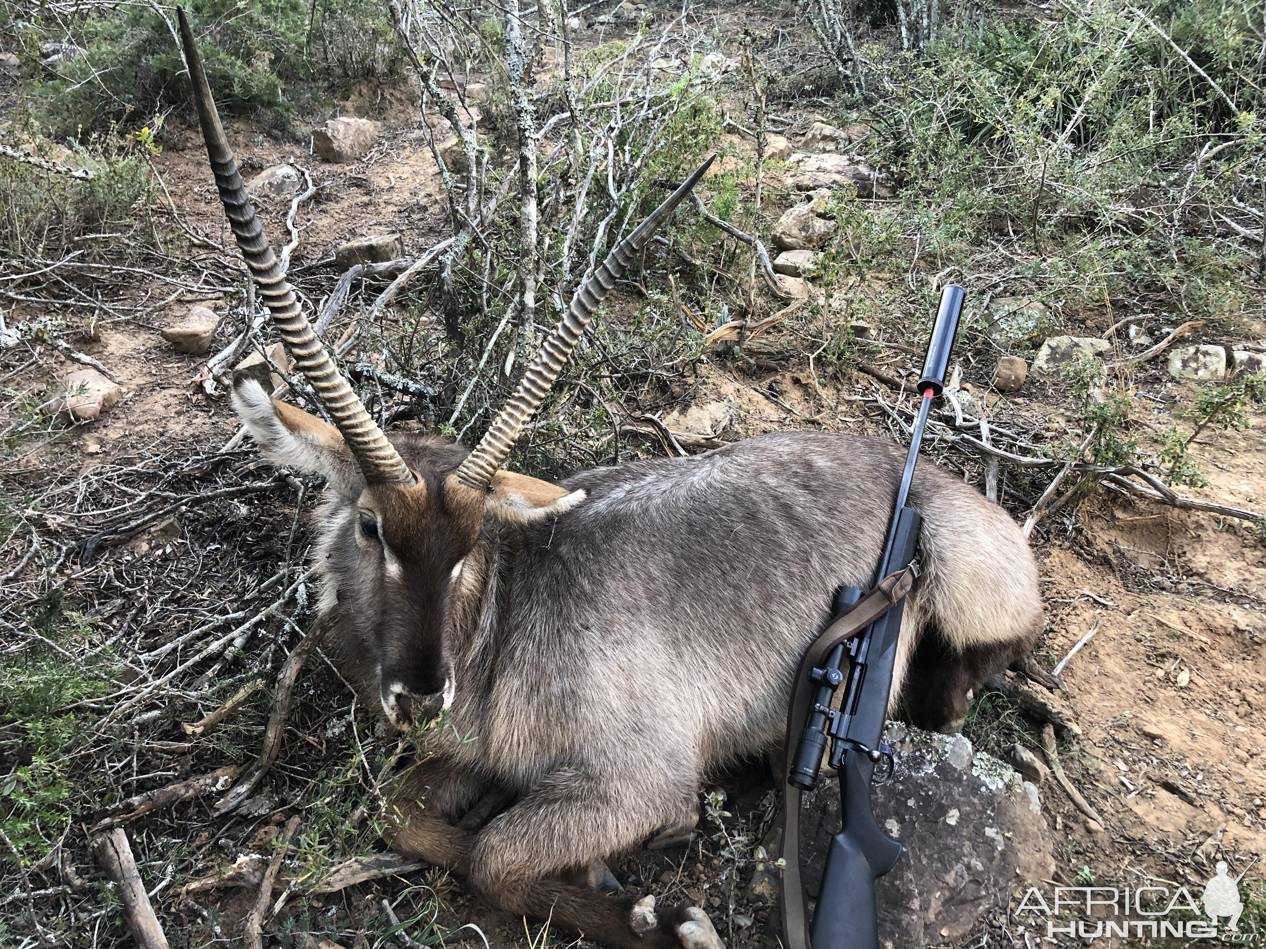 Waterbuck Hunting