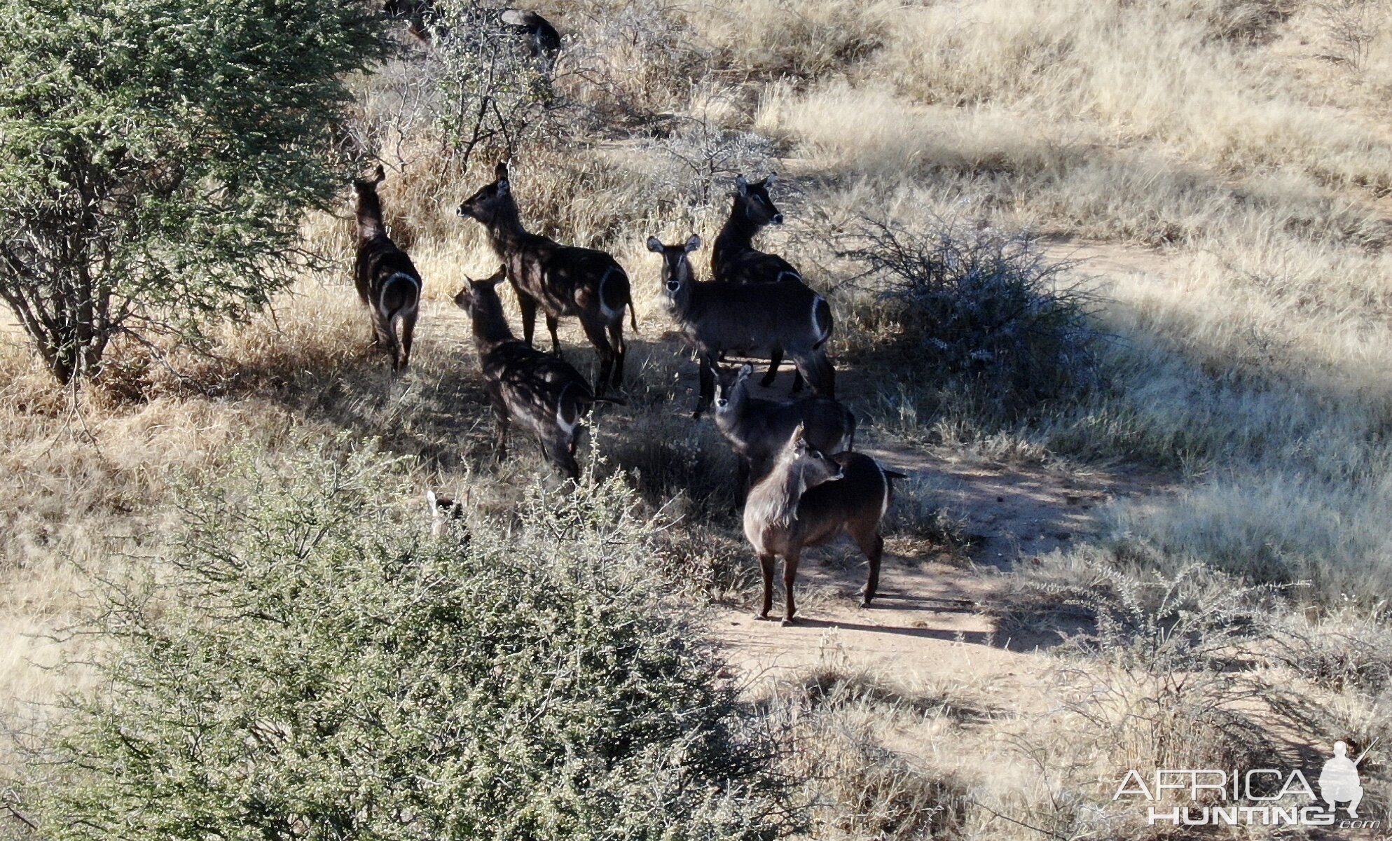 Waterbuck in Namibia