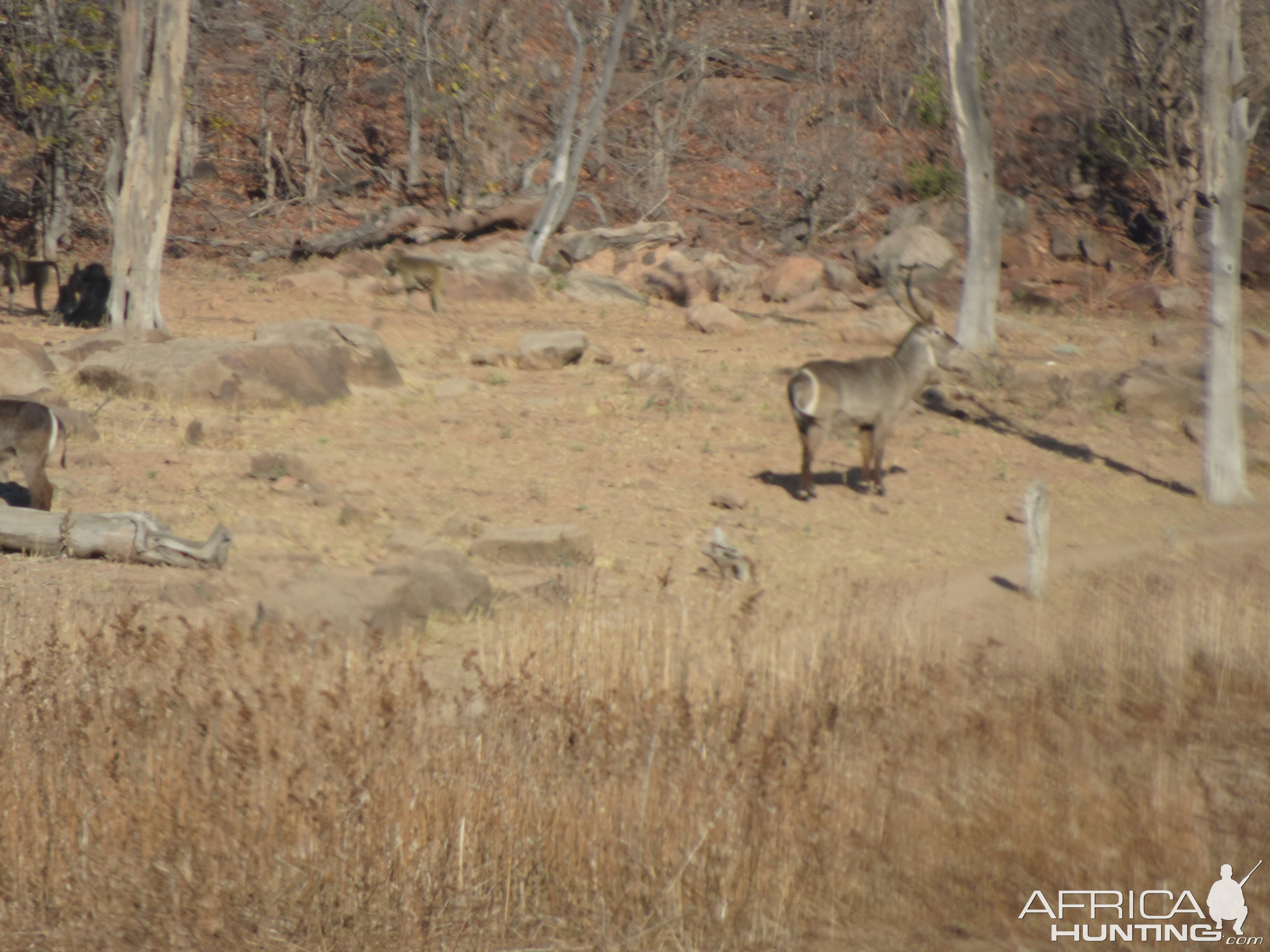 Waterbuck in Zimbabwe