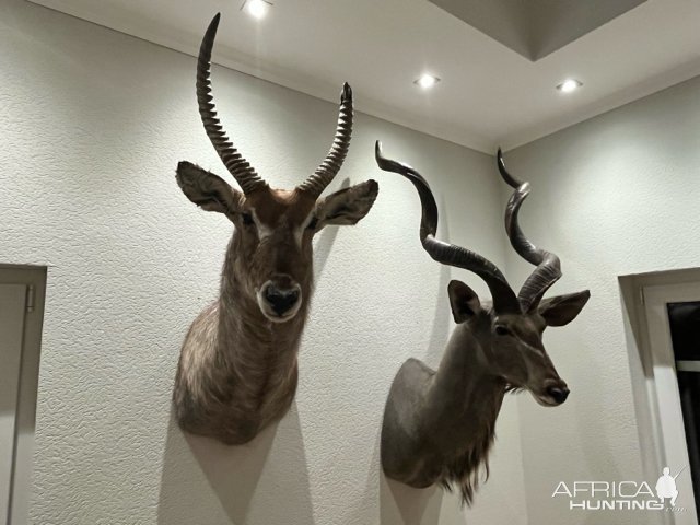 Waterbuck & Kudu Shoulder Mount Taxidermy