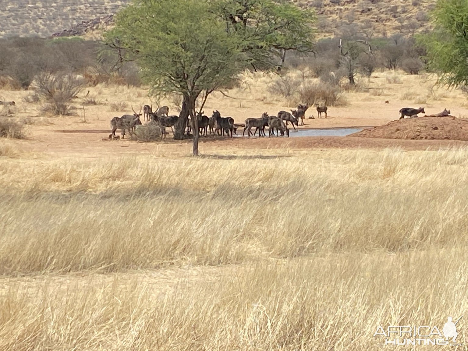 Waterbuck Namibia