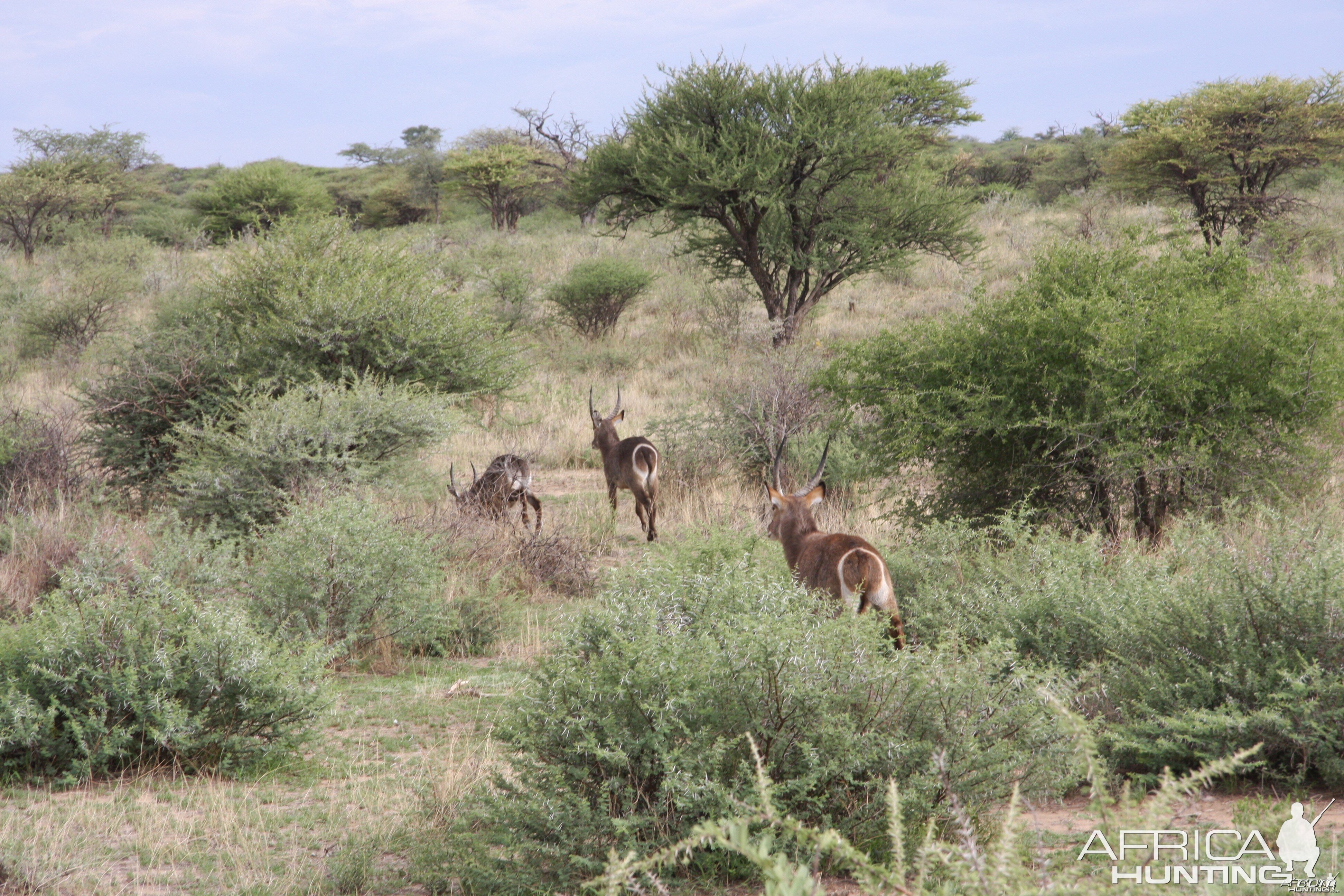 Waterbuck Namibia