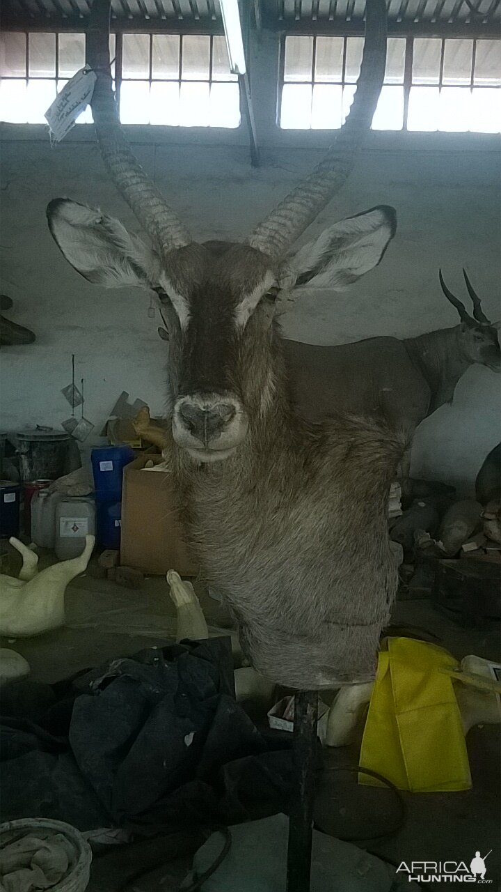 Waterbuck Shoulder Mount Taxidermy