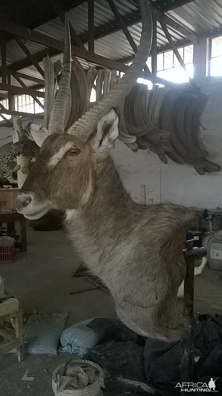 Waterbuck Shoulder Mount Taxidermy