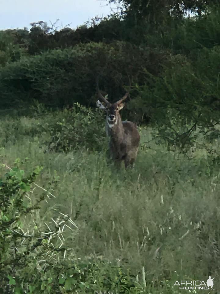 Waterbuck South Africa