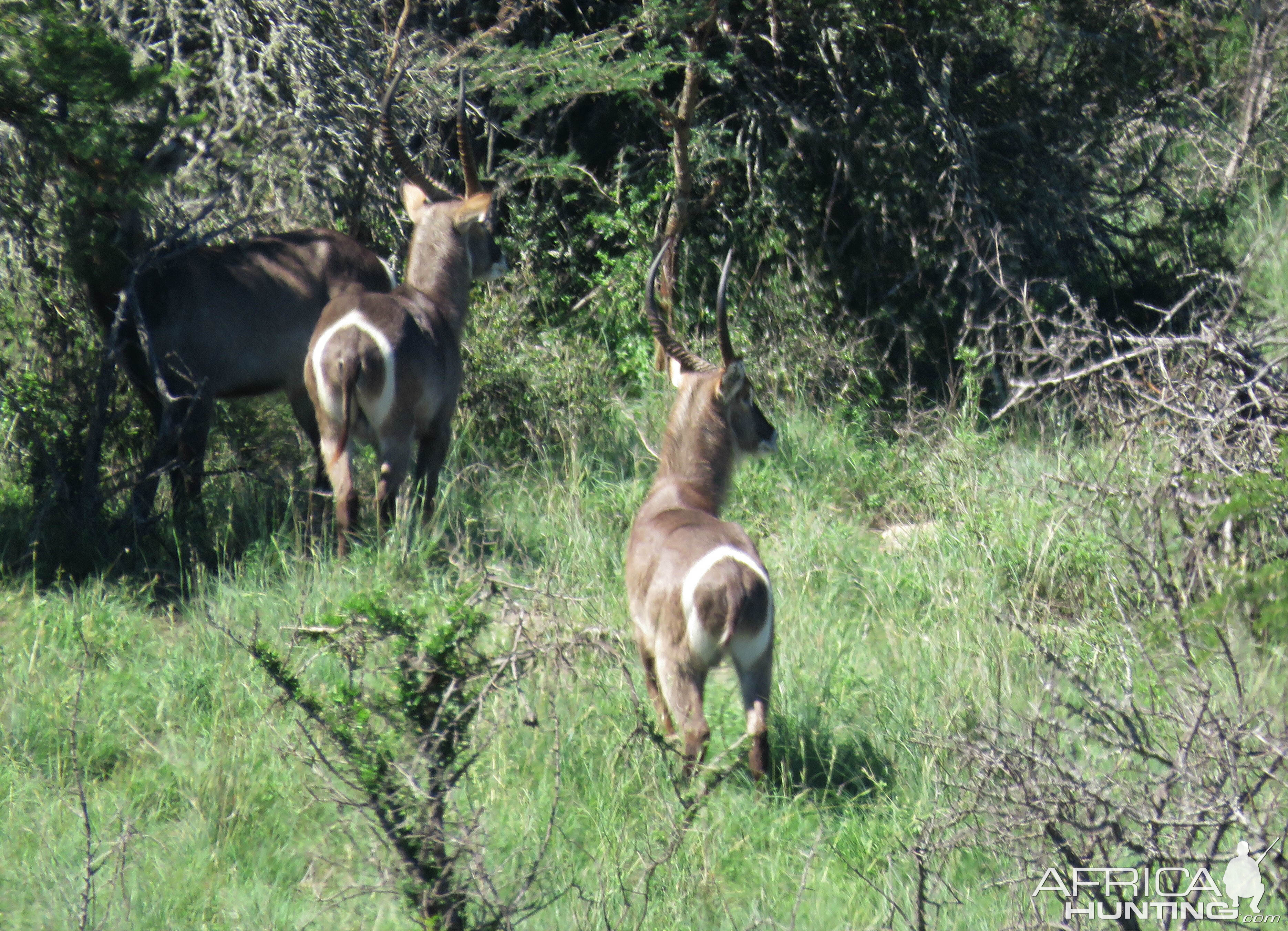 Waterbuck South Africa