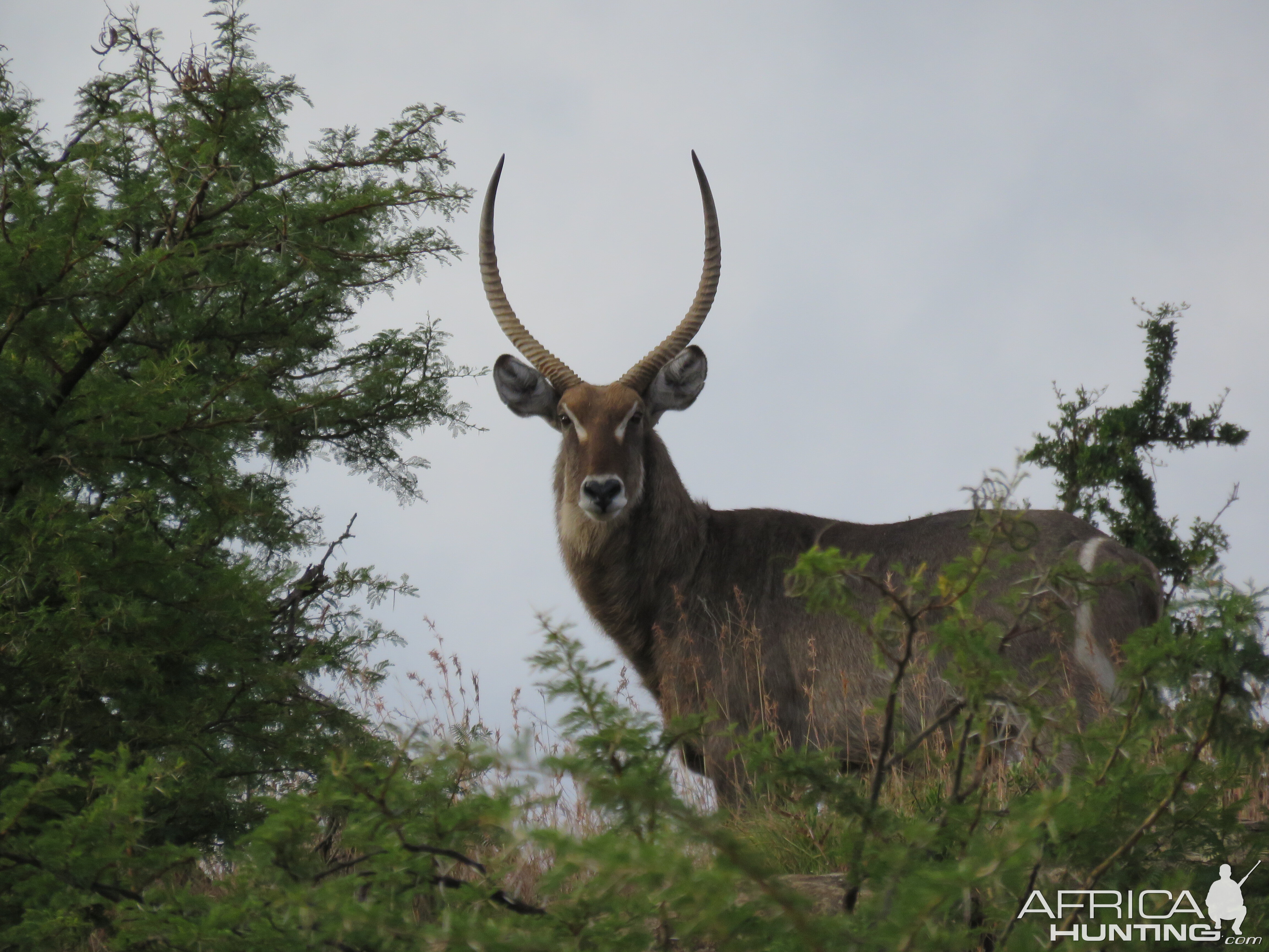 Waterbuck South Africa