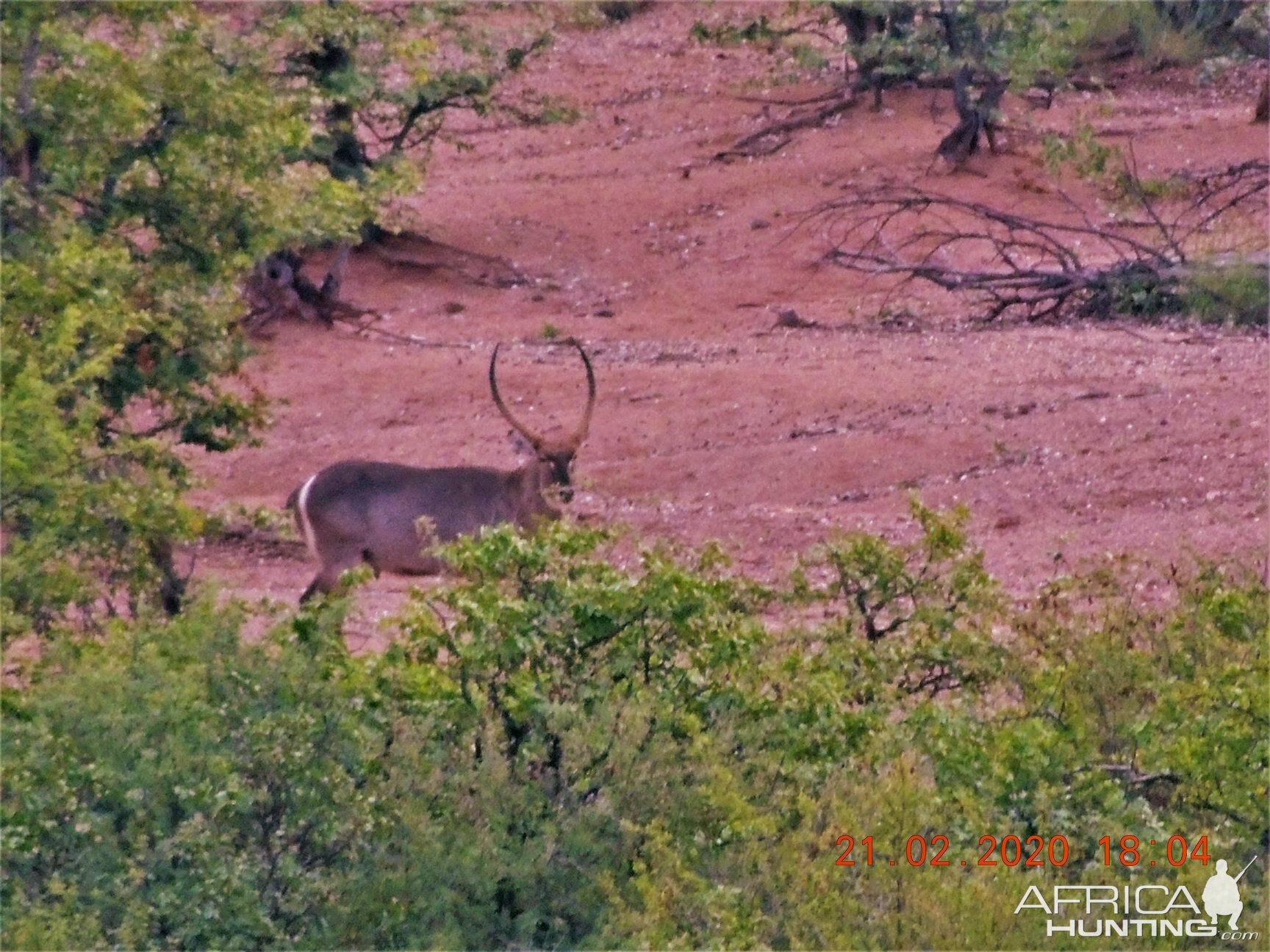 Waterbuck South Africa