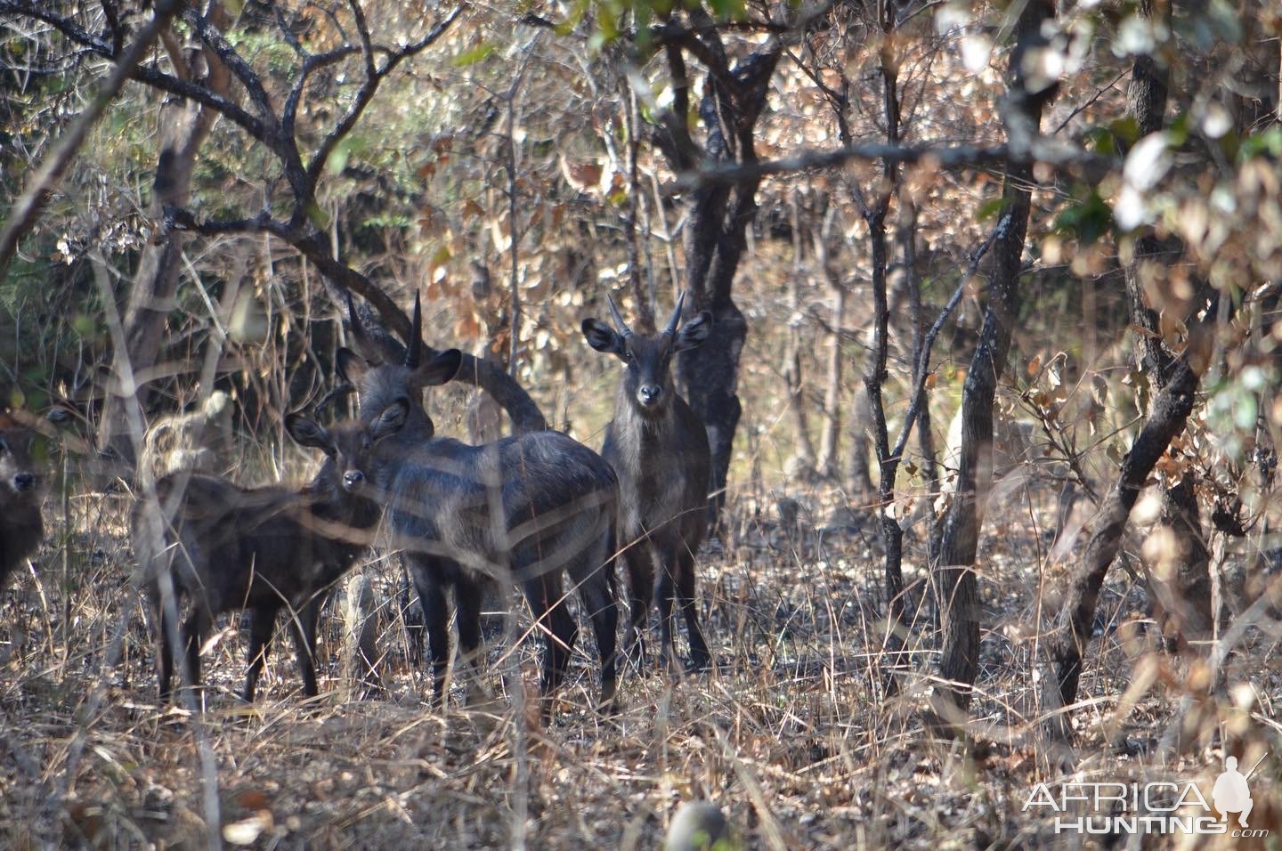 Waterbuck Takeri Reserve Zambia