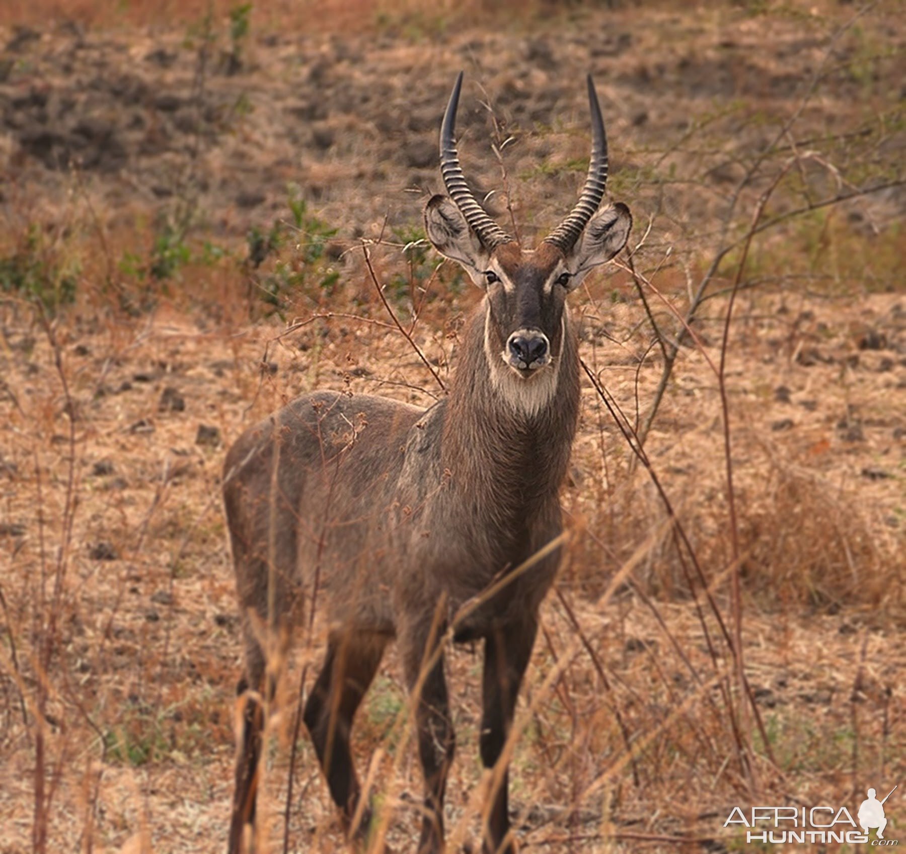 Waterbuck Zambia