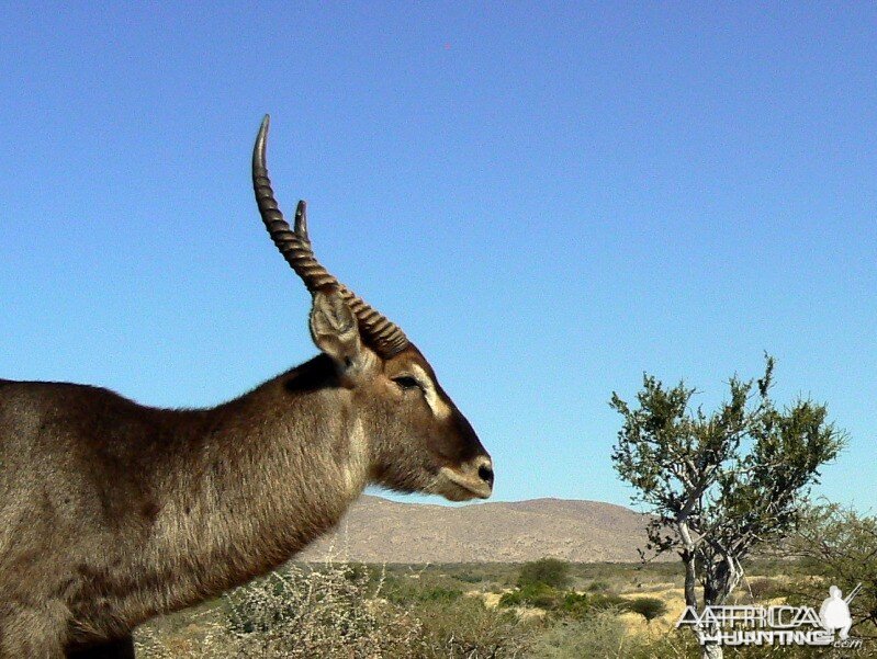 Waterbuck