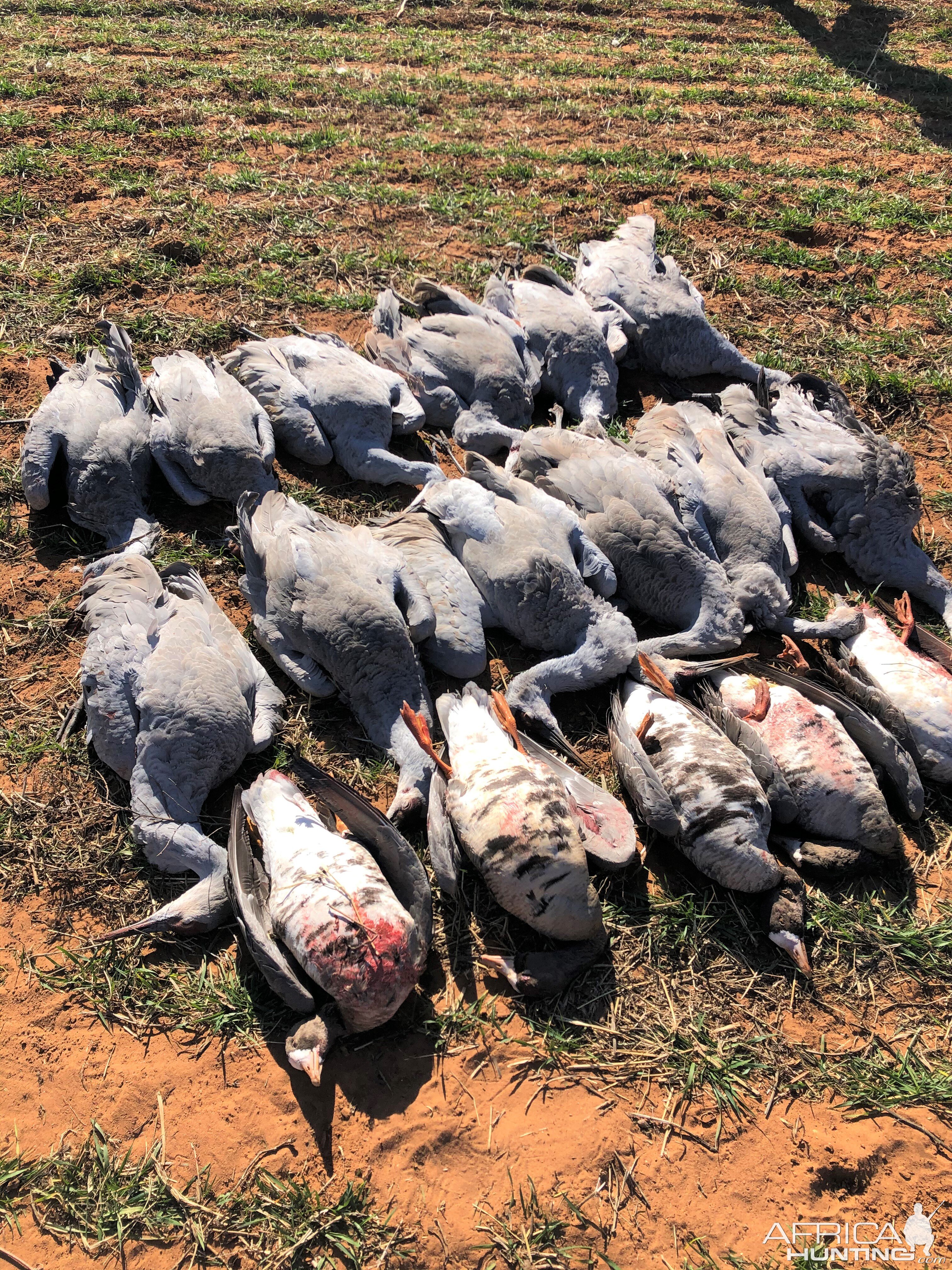 Waterfowl Hunting