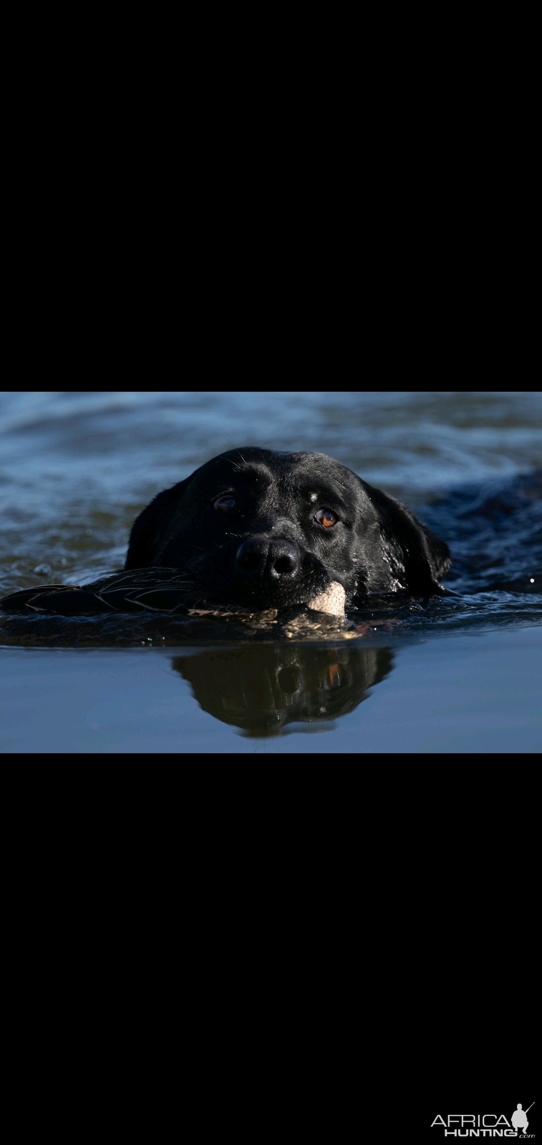 Waterfowl shooting with Labradors South Africa