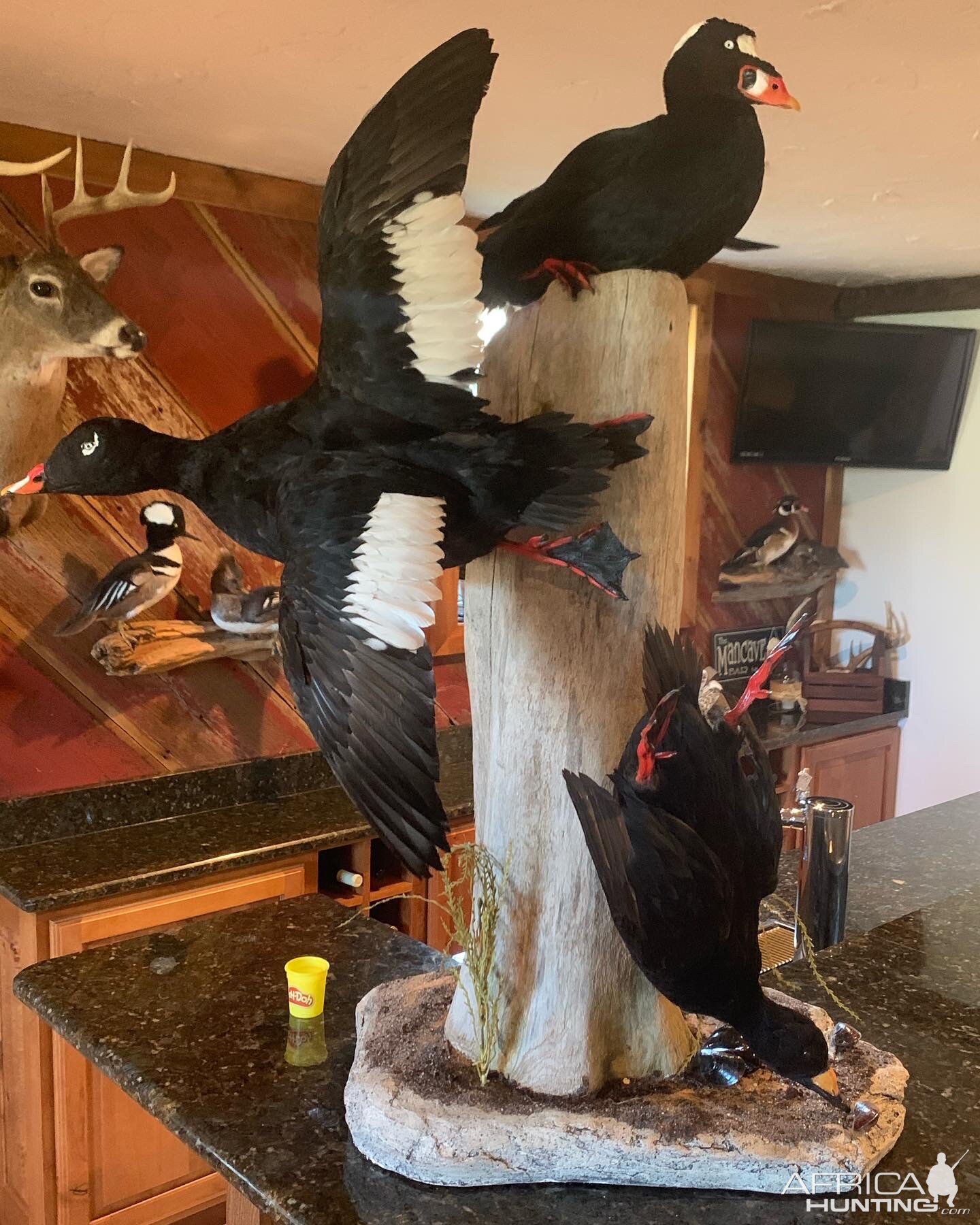 Waterfowl Taxidermy