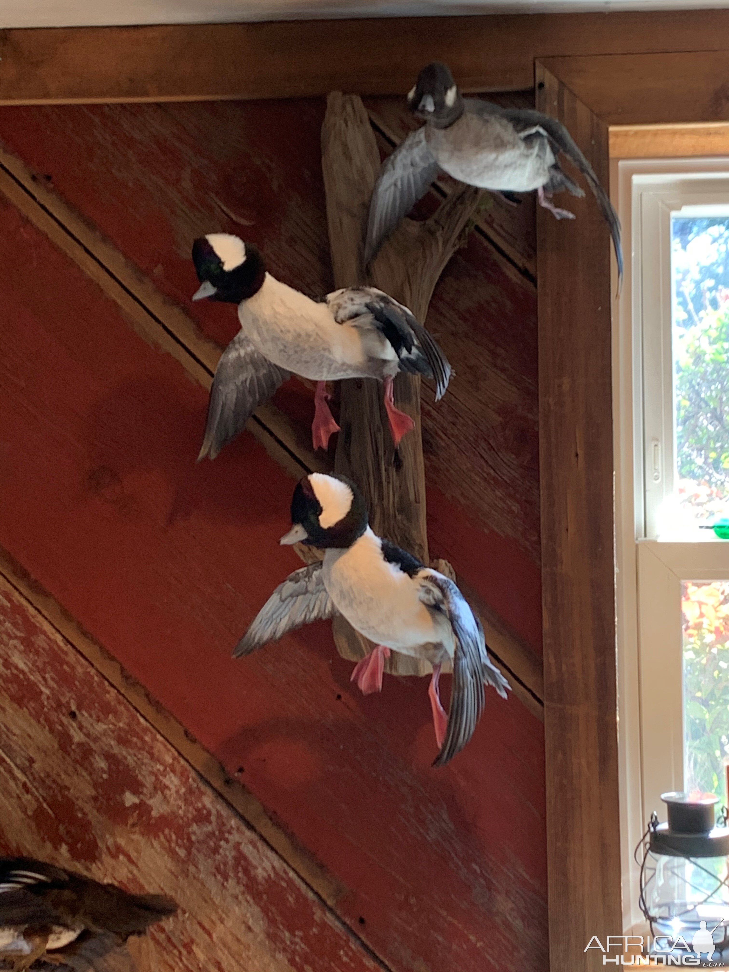 Waterfowl Taxidermy